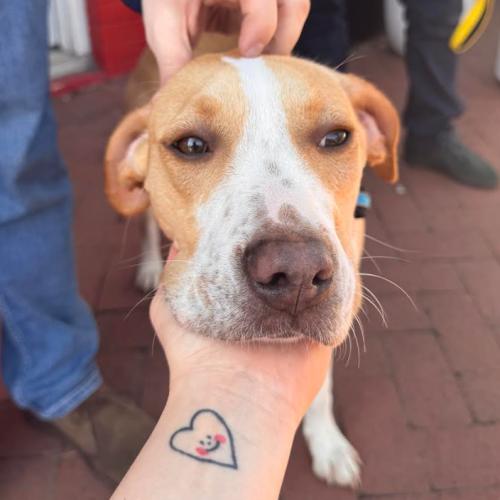 Enlarge Tiny, a Adoptable mixed breed in Washington DC, DC image 3/6