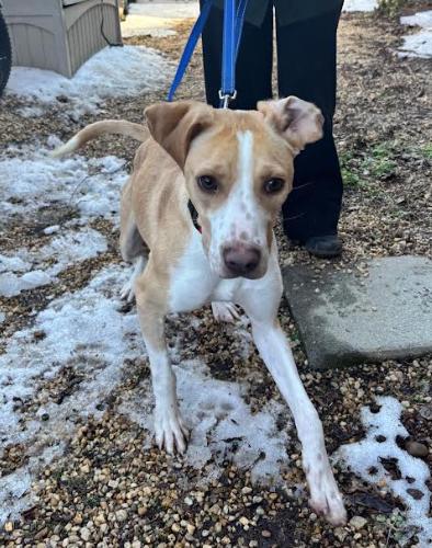 Enlarge Tiny, a Adoptable mixed breed in Washington DC, DC image 4/6