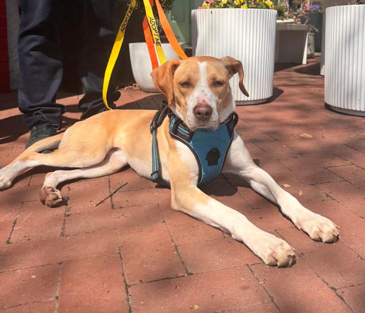 Enlarge Tiny, a Adoptable mixed breed in Washington DC, DC image 5/6