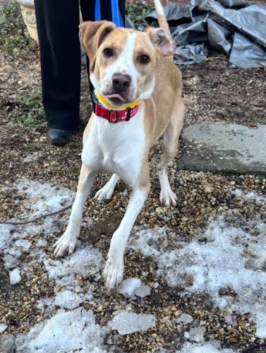 Enlarge Tiny, a Adoptable mixed breed in Washington DC, DC image 6/6