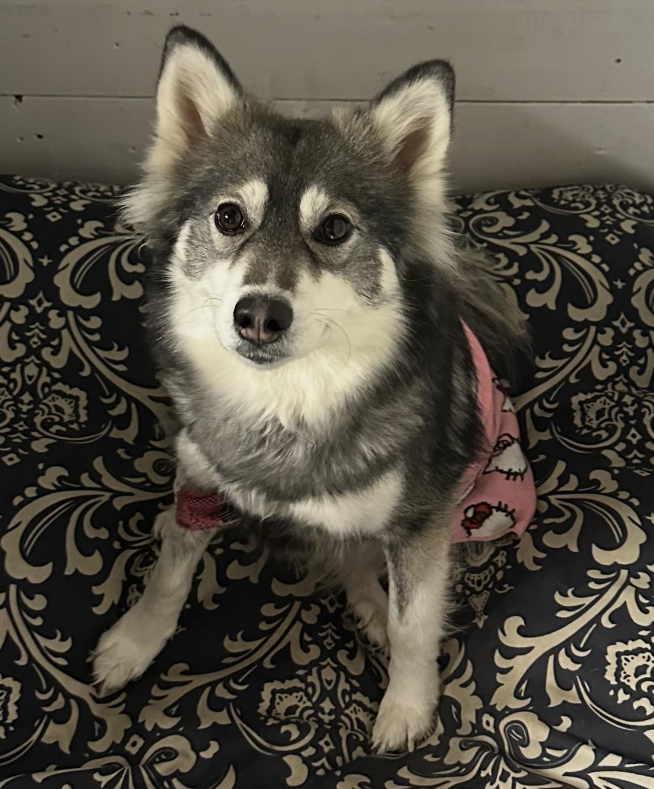 Kandy* Very sweet and loving*, ADOPTABLE, Adult Female Pomsky.
