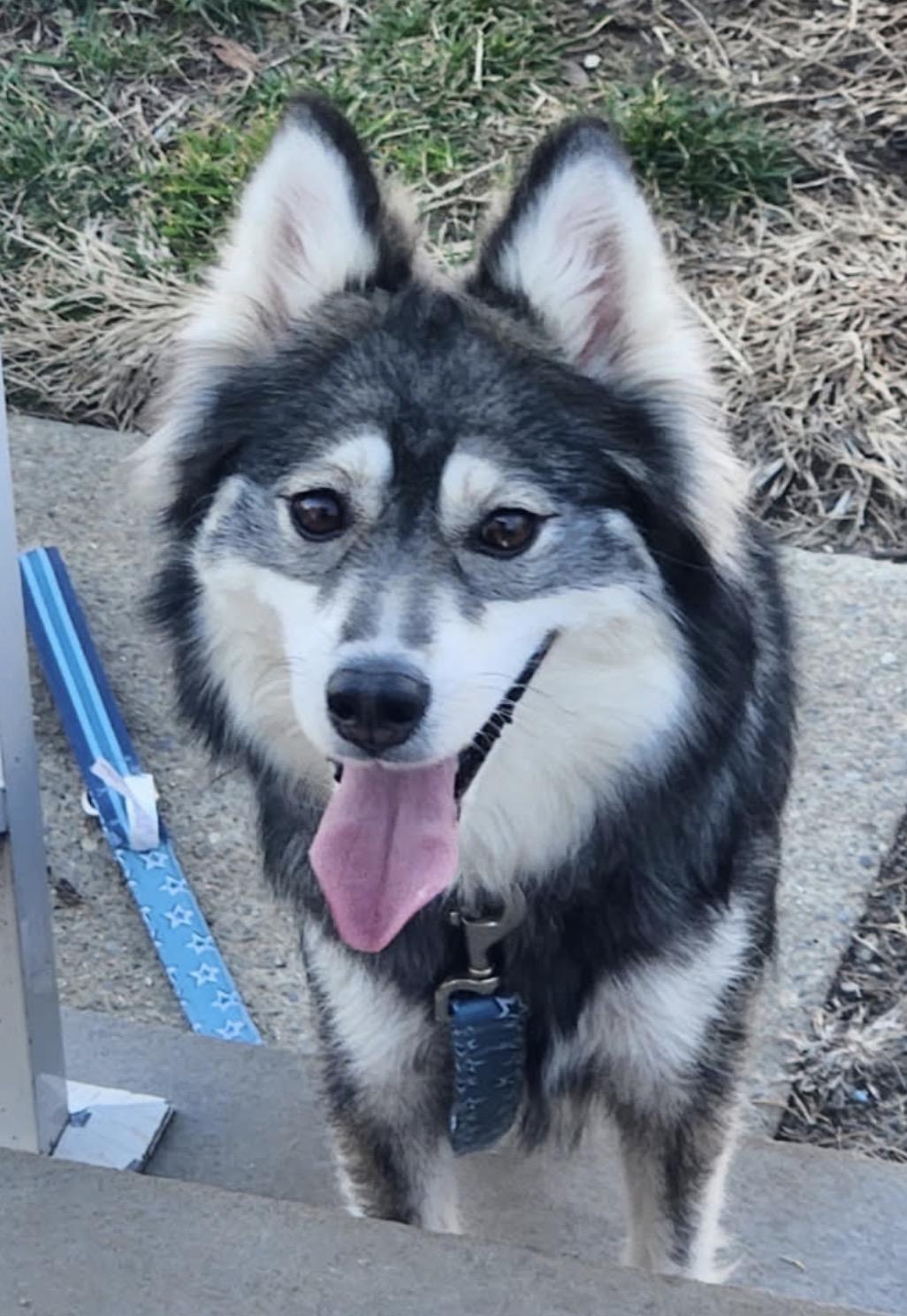 Enlarge Kandy* Very sweet and loving*, a ADOPTABLE mixed breed in North Arlington, NJ image 2/2