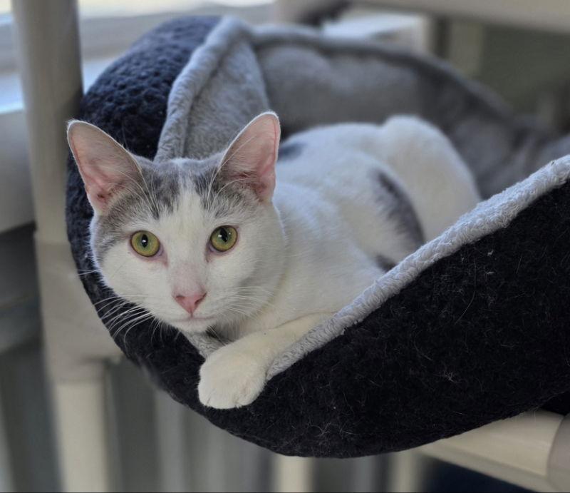 Teddy, Adoptable, Young Male Domestic Medium Hair.