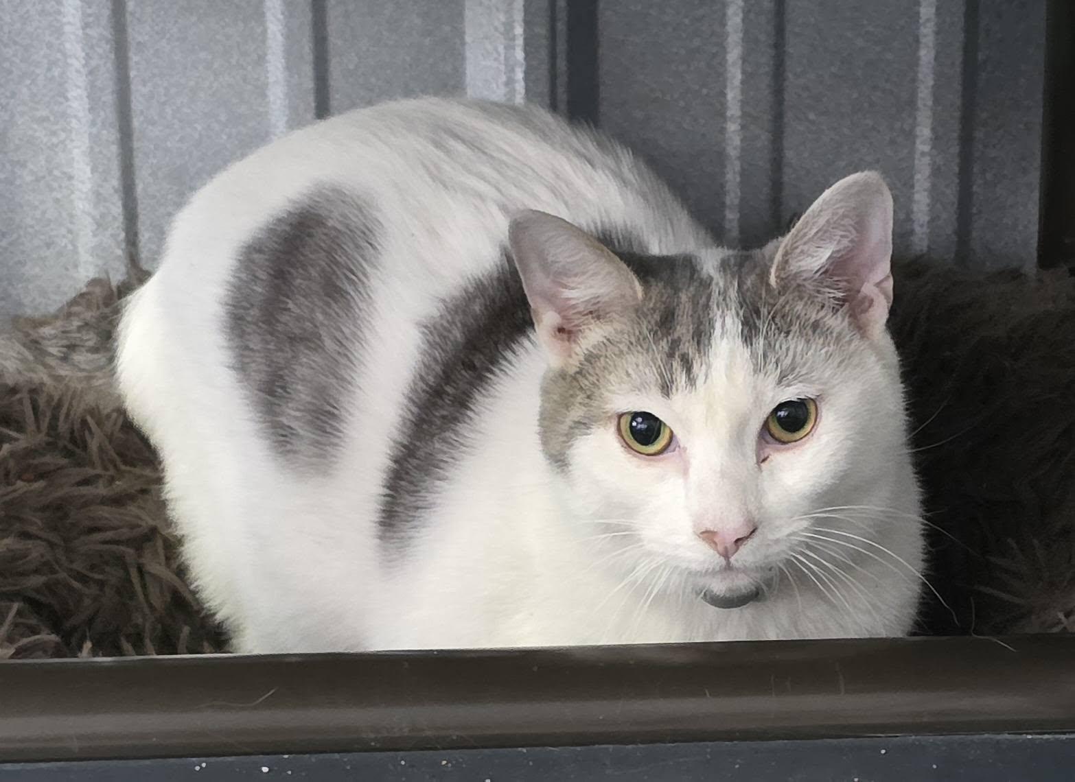 Teddy, a Adoptable Domestic Medium Hair in Woodsfield, OH image 2/2