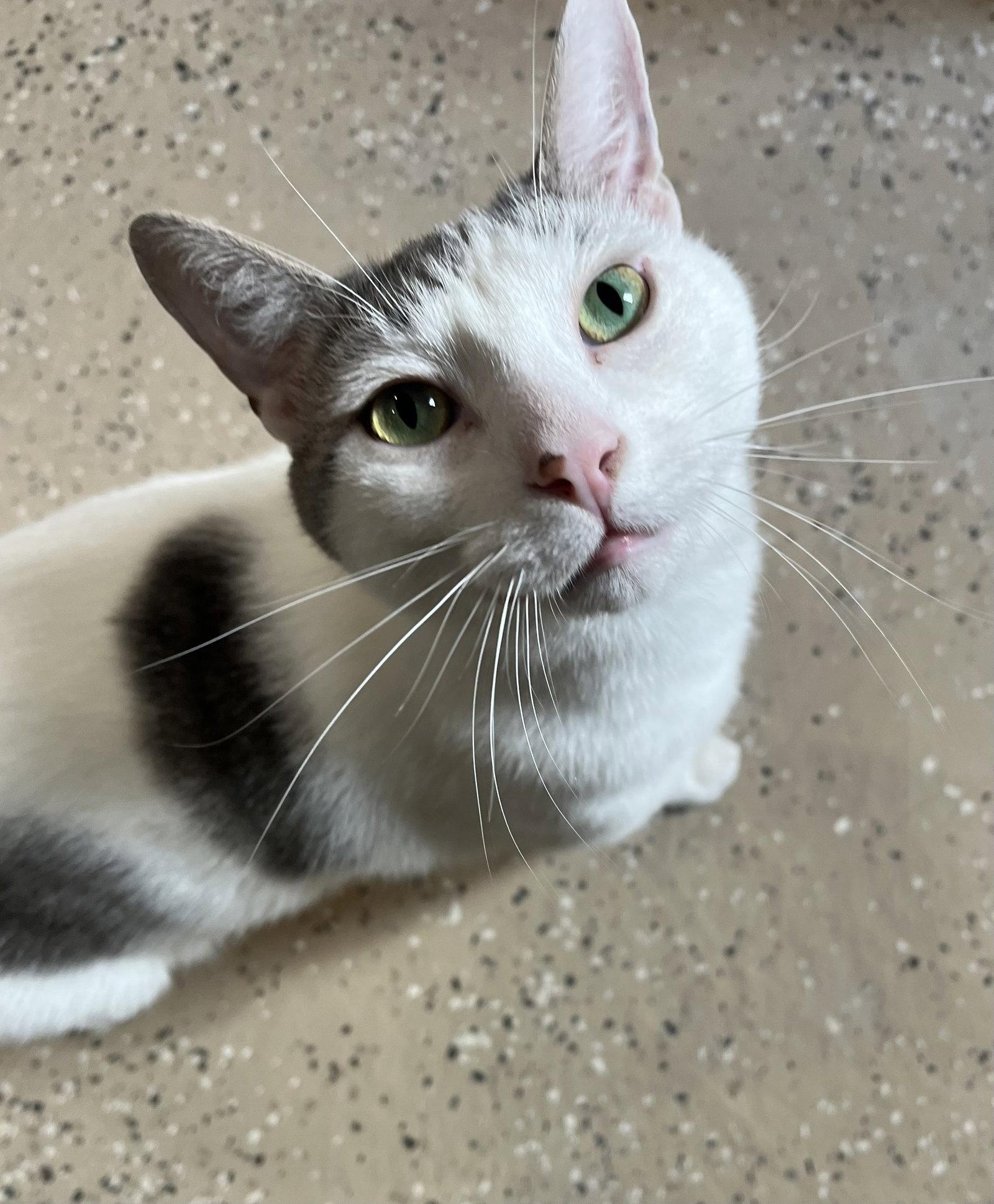 Teddy, a Adoptable Domestic Medium Hair in Woodsfield, OH image 2/3