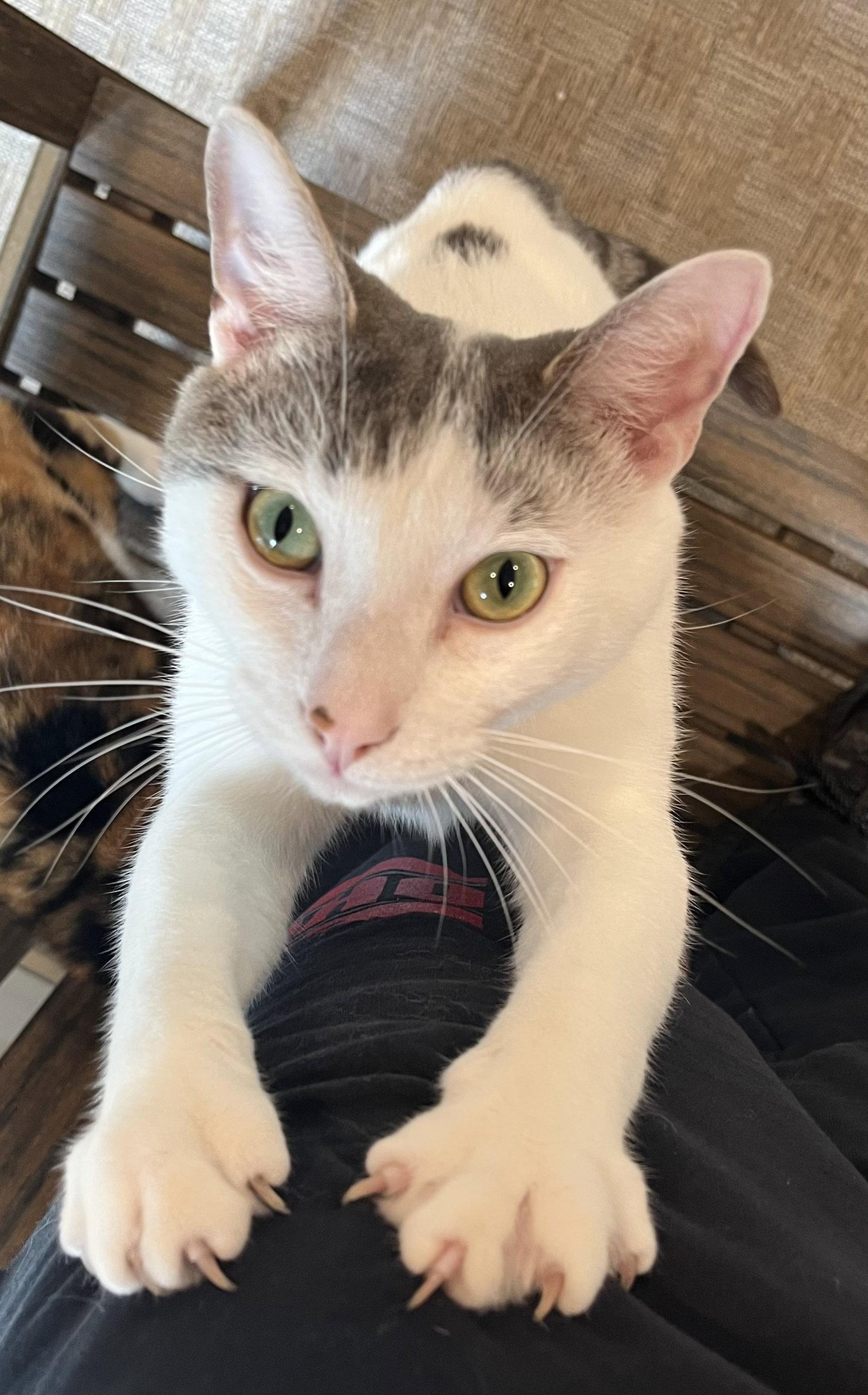 Teddy, a Adoptable Domestic Medium Hair in Woodsfield, OH image 3/3
