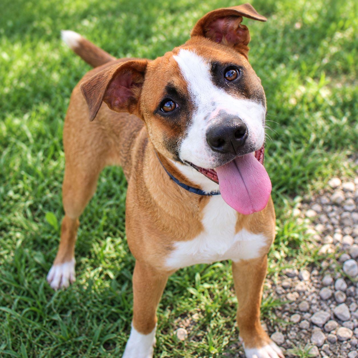 Cartier, Adoptable, Puppy Female Mixed Breed.