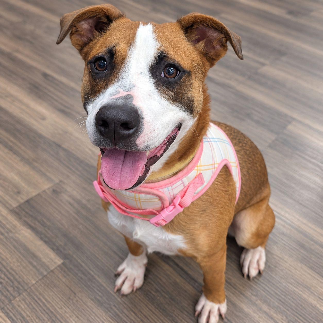 Enlarge Cartier, a Adoptable Mixed Breed in Plain City, OH image 2/5