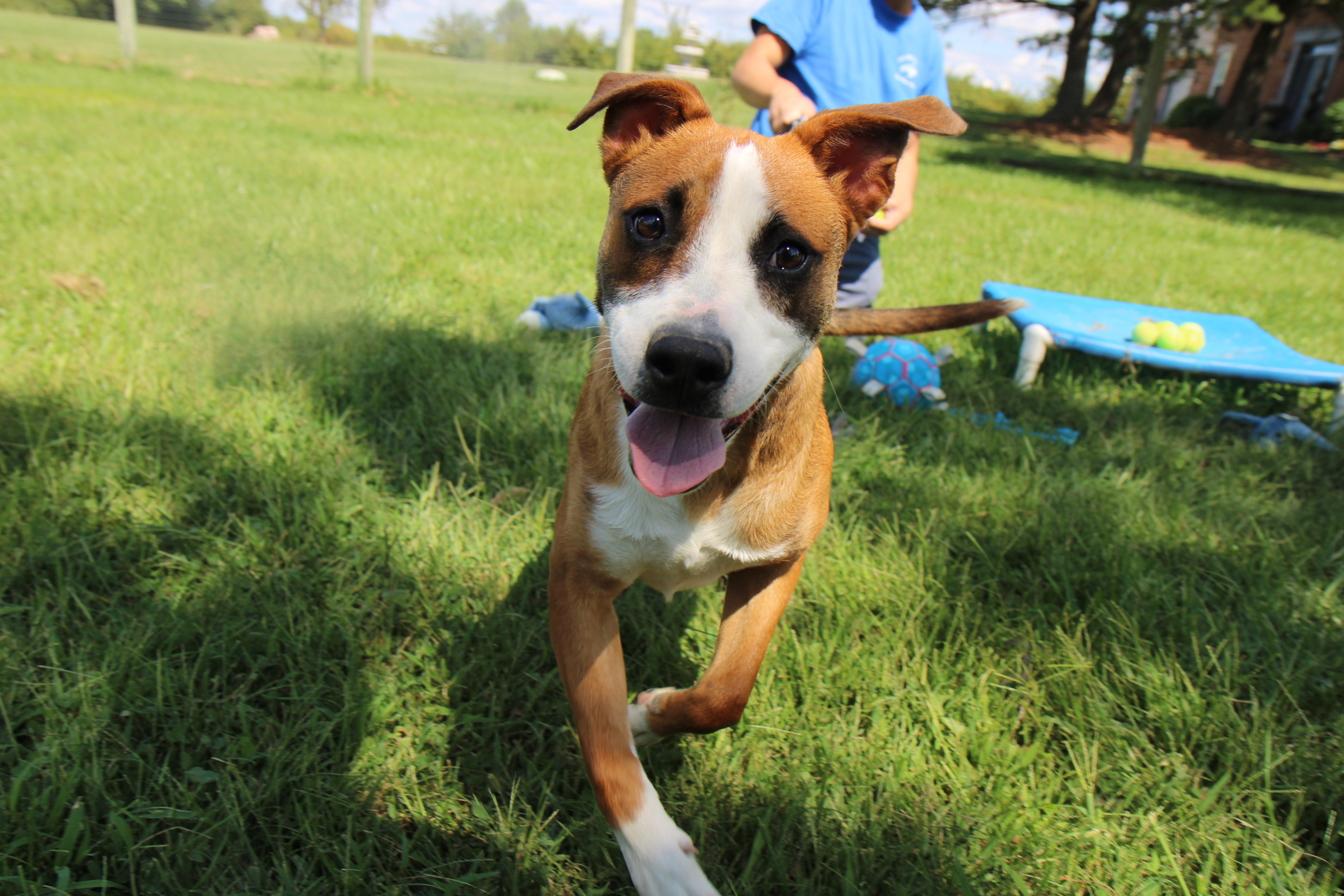 Enlarge Cartier, a Adoptable Mixed Breed in Plain City, OH image 3/5