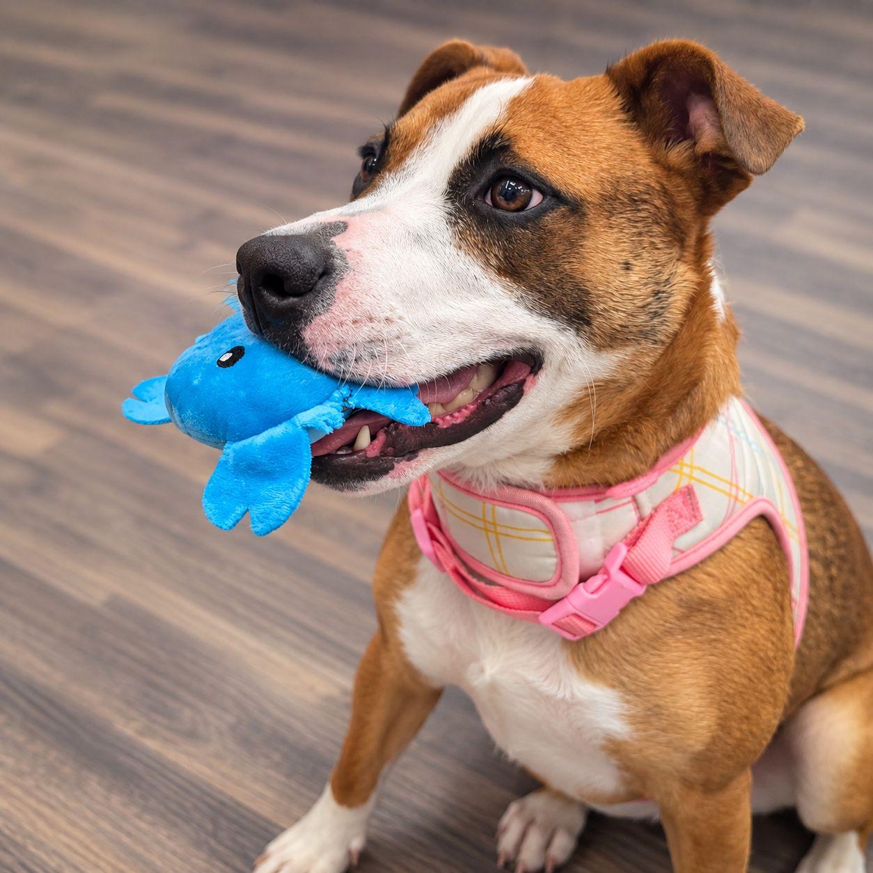 Enlarge Cartier, a Adoptable Mixed Breed in Plain City, OH image 4/5