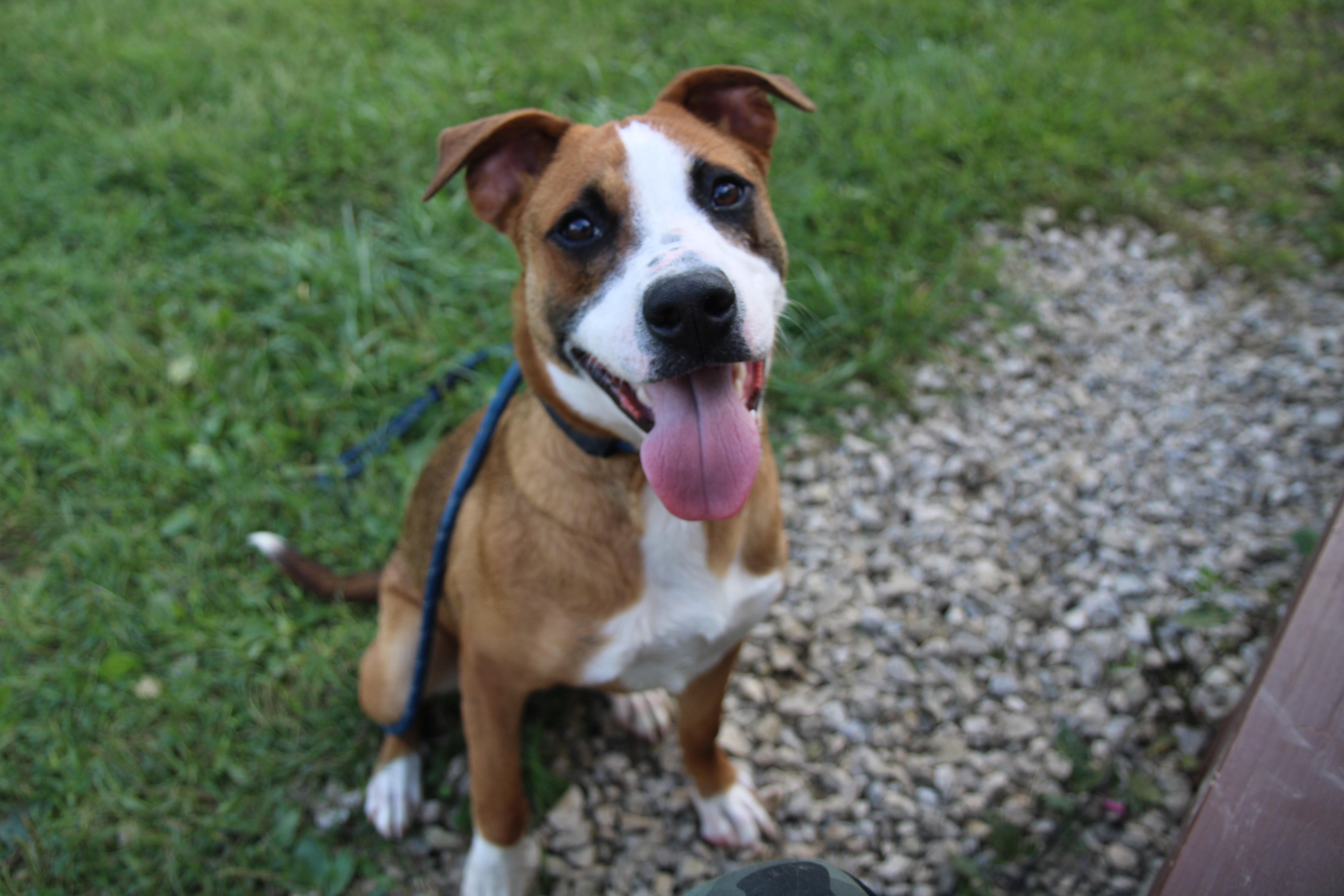 Enlarge Cartier, a Adoptable Mixed Breed in Plain City, OH image 5/5