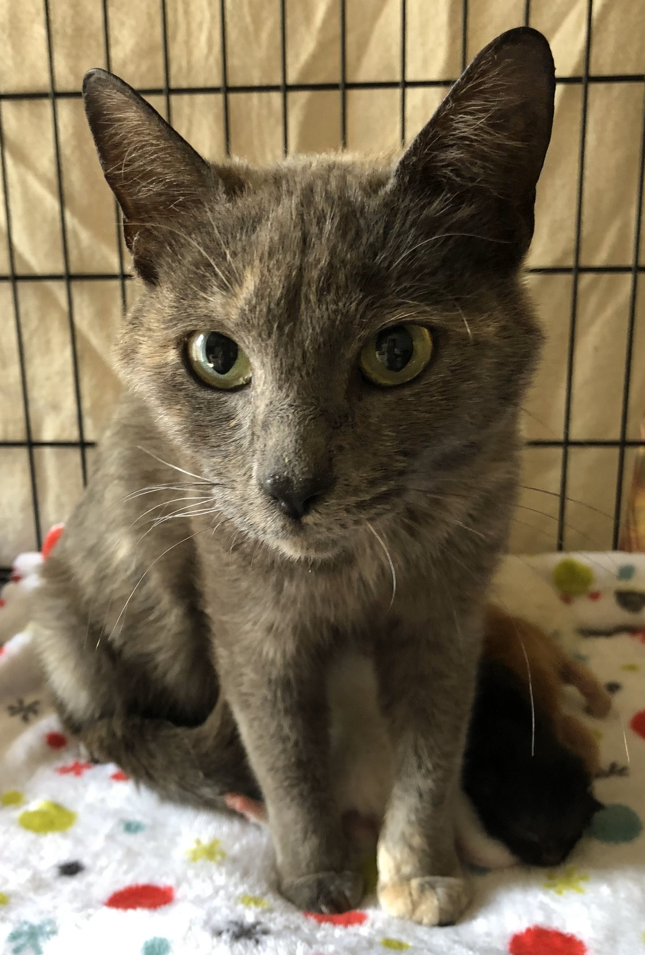 Danica, a Adopted Dilute Tortoiseshell in Beckley, WV image 1/2