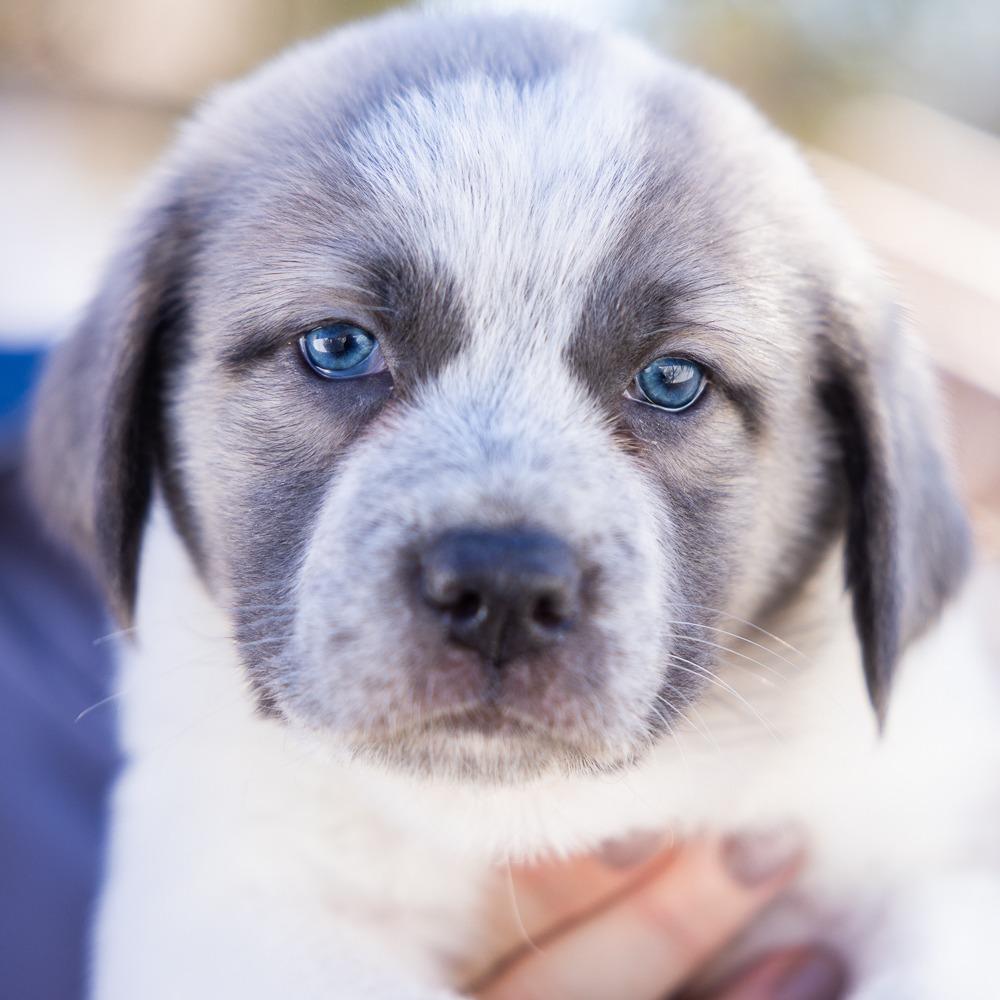 Daffodil — thumbnail 2