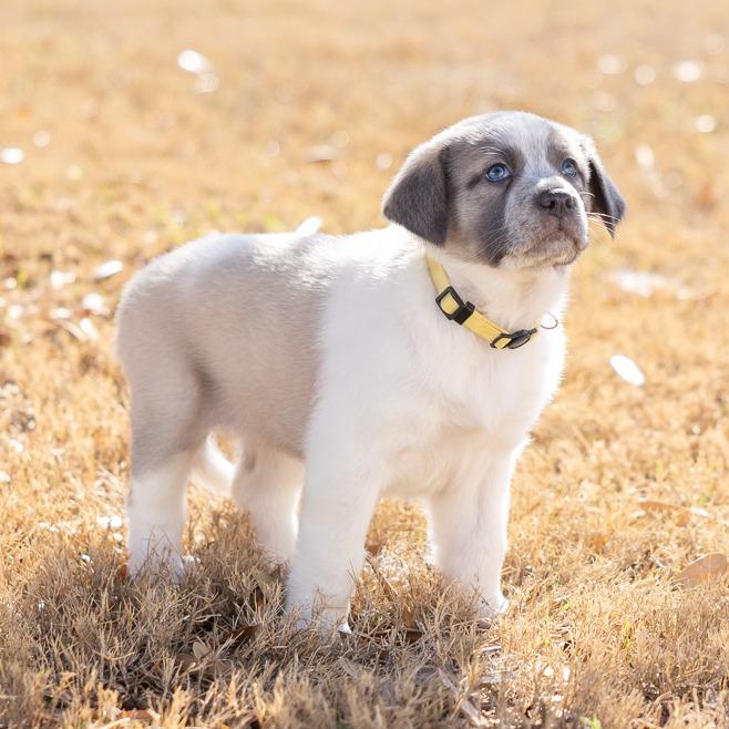 Daffodil — thumbnail 3