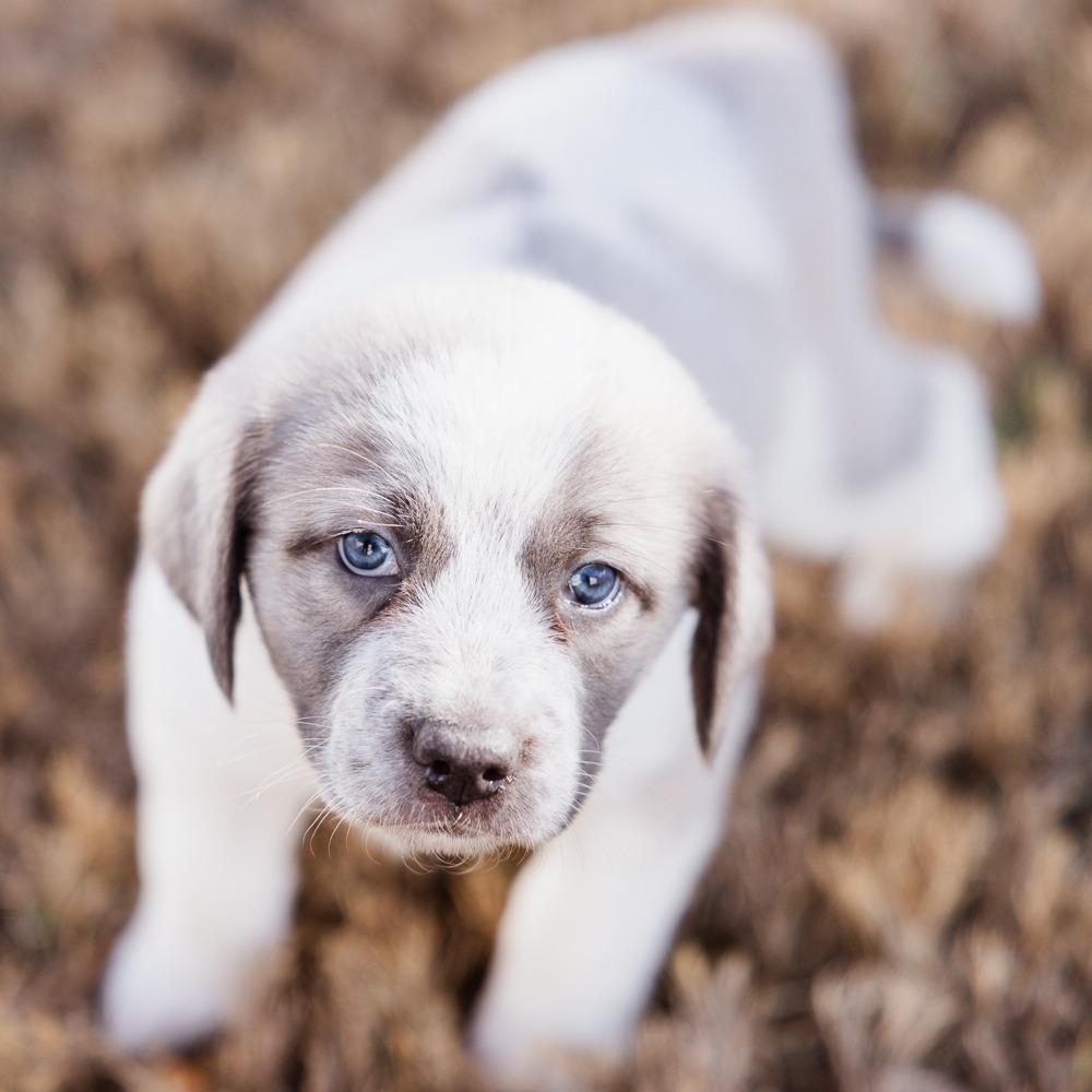 Daffodil — thumbnail 4