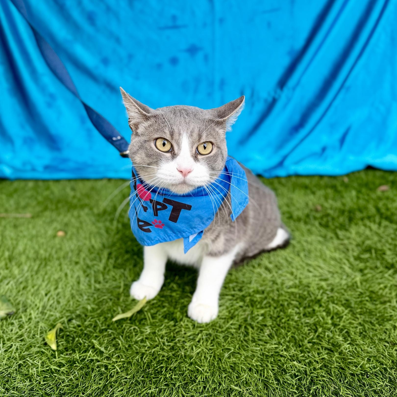 GUS, an adoptable mixed breed in Rowland Heights, CA image 6/6