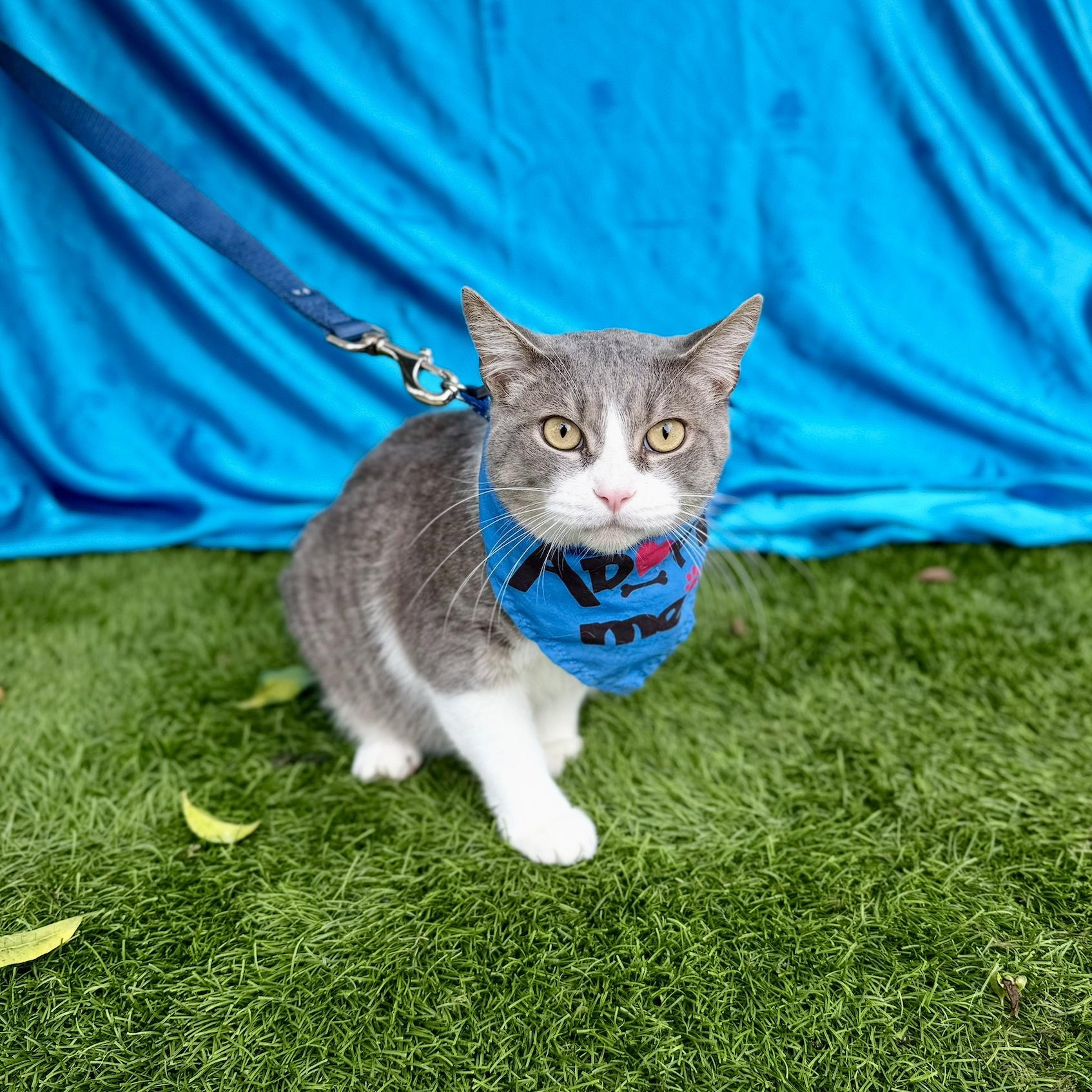 GUS, an adoptable mixed breed in Rowland Heights, CA image 4/6