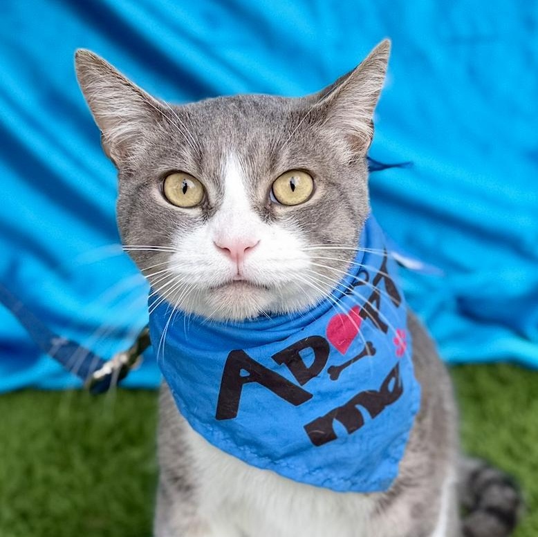 GUS, adoptable, Adult Male Domestic Short Hair.