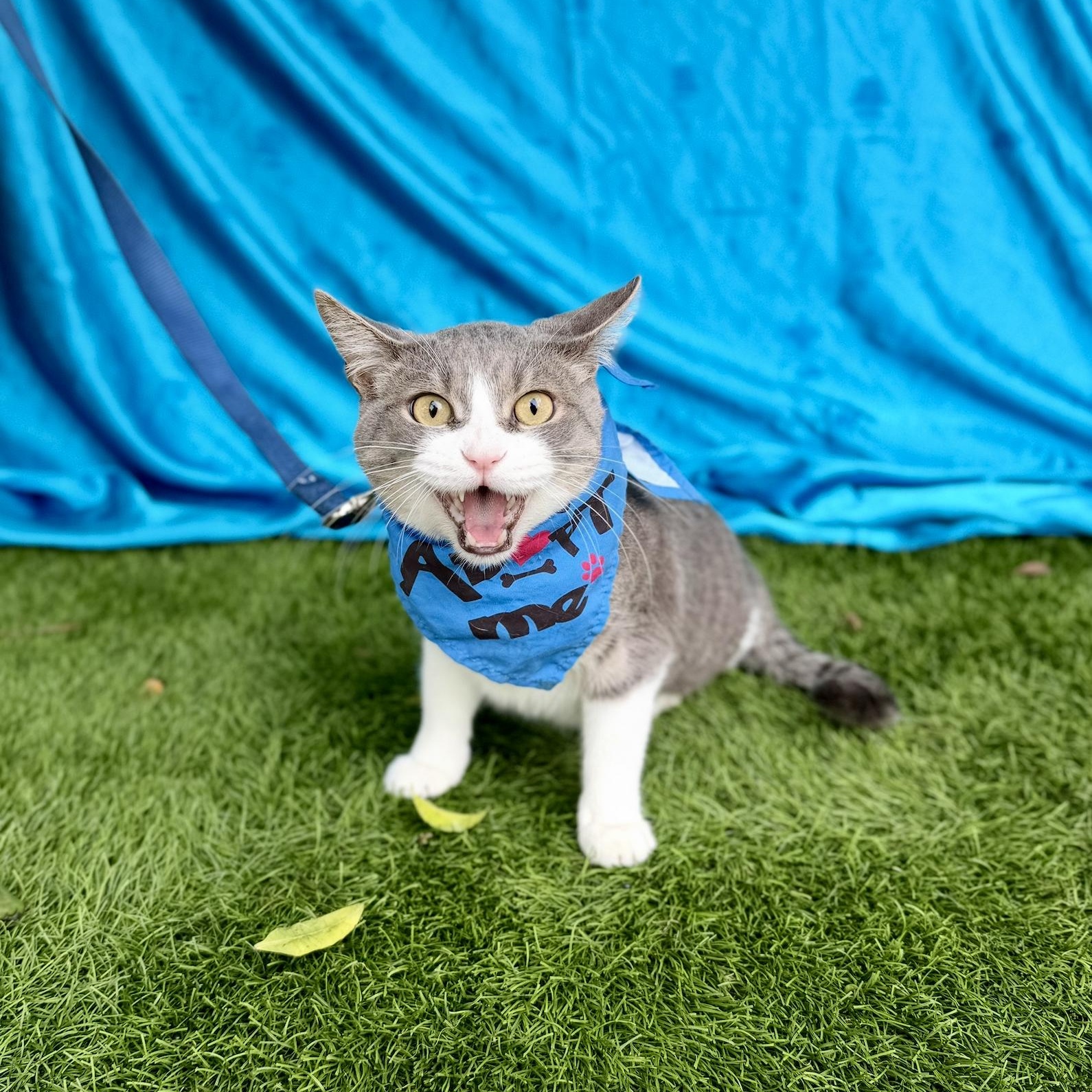 GUS, an adoptable mixed breed in Rowland Heights, CA image 3/6