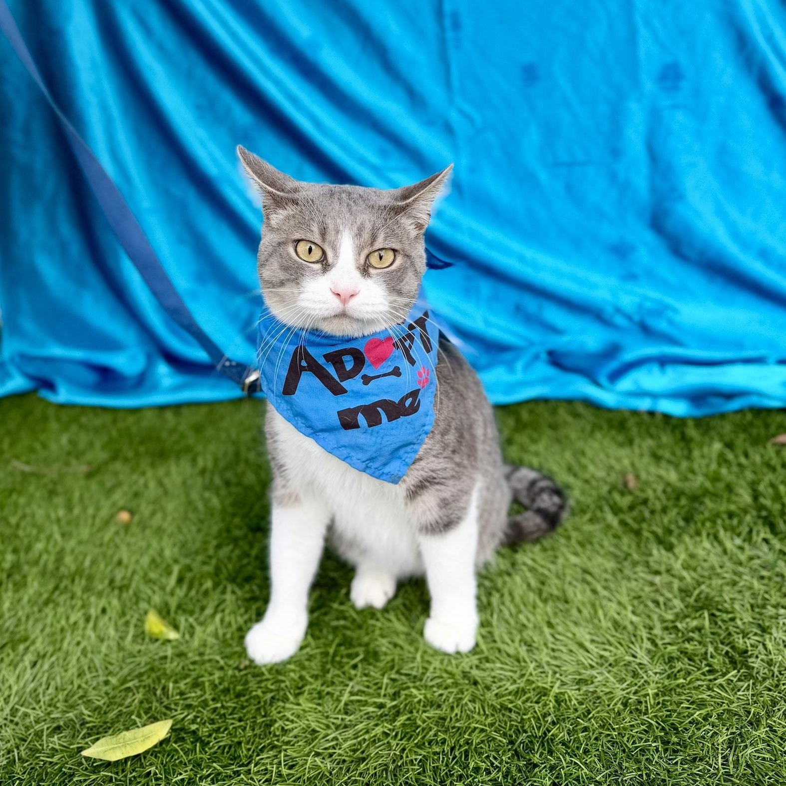 GUS, an adoptable mixed breed in Rowland Heights, CA image 5/6