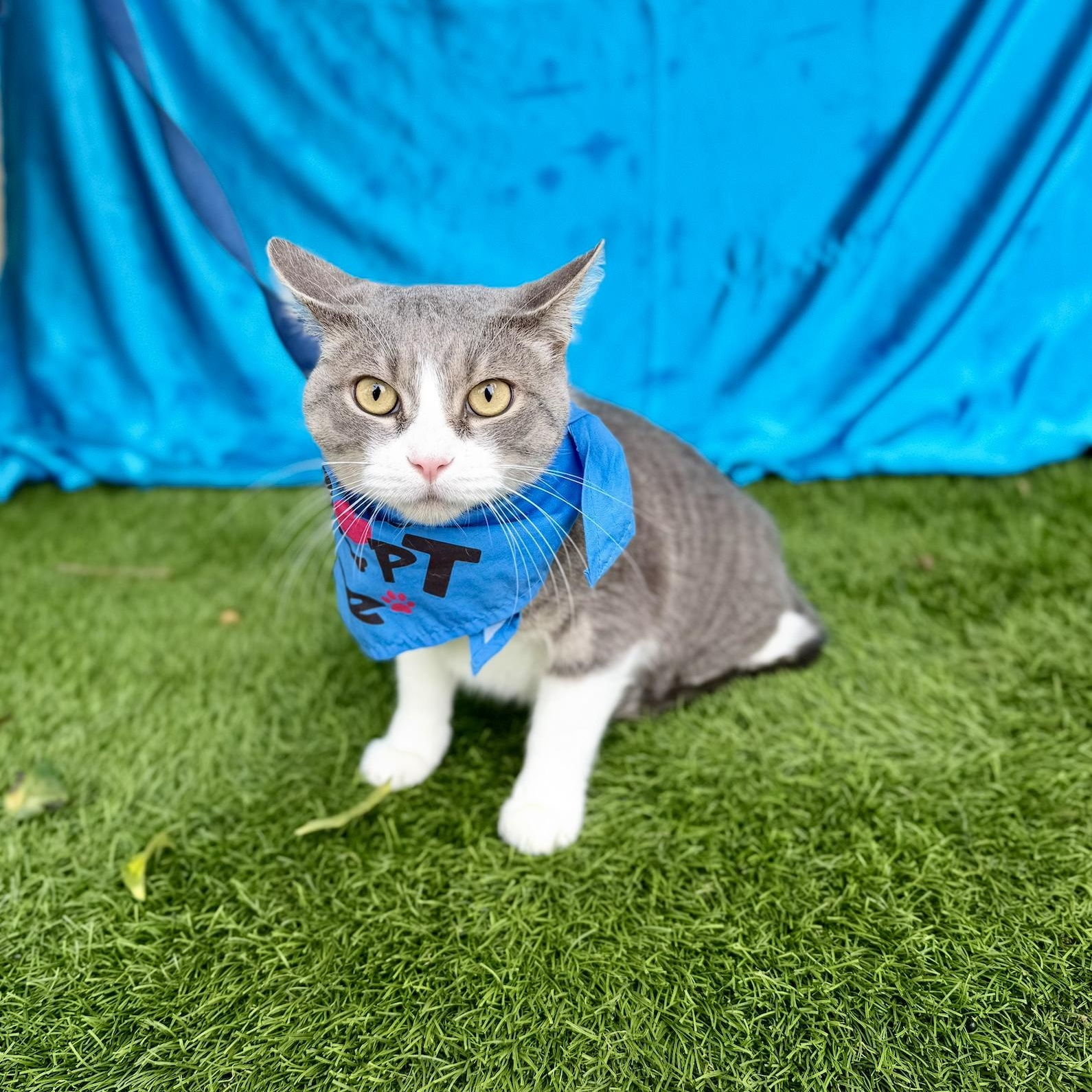 GUS, an adoptable mixed breed in Rowland Heights, CA image 2/6