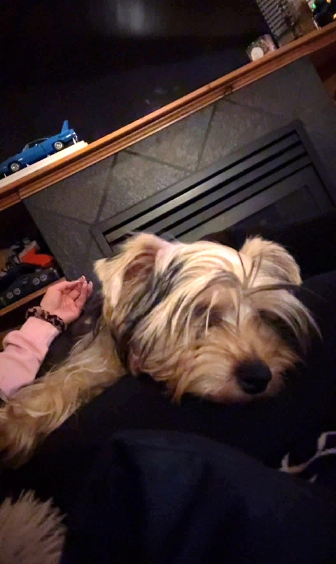 Winston, ADOPTABLE, Puppy Male Yorkshire Terrier.