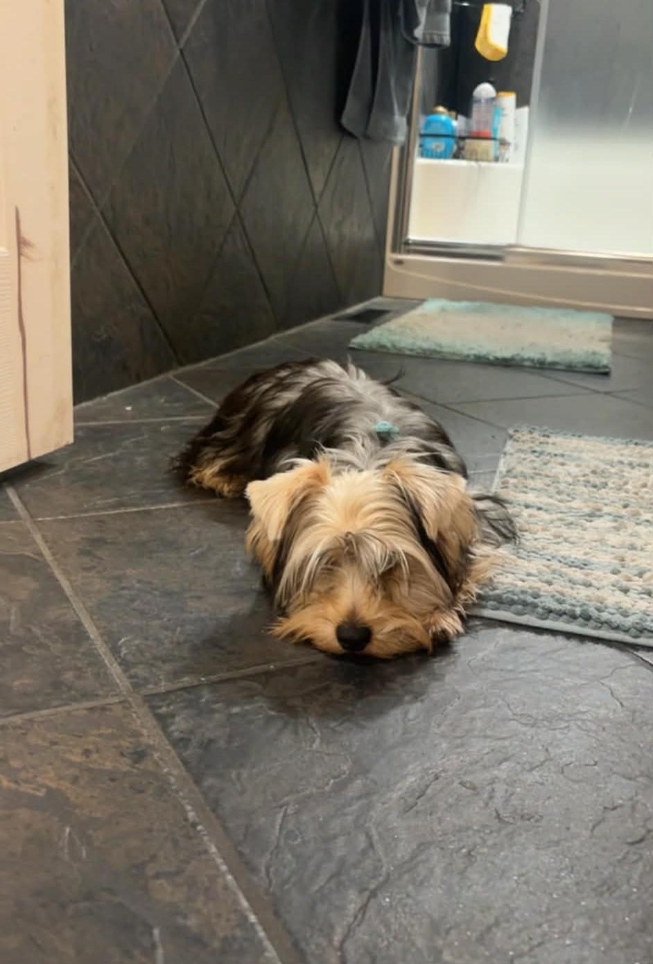 Winston, a ADOPTABLE mixed breed in Calgary, AB image 2/5