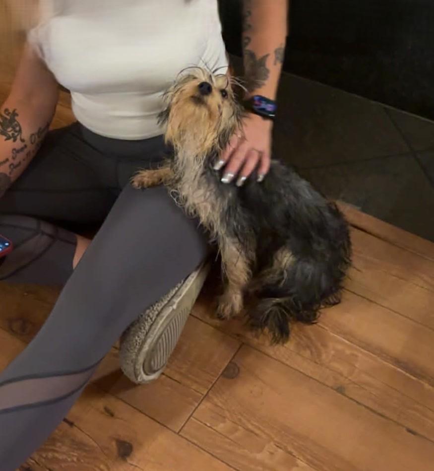 Winston, a ADOPTABLE mixed breed in Calgary, AB image 3/5