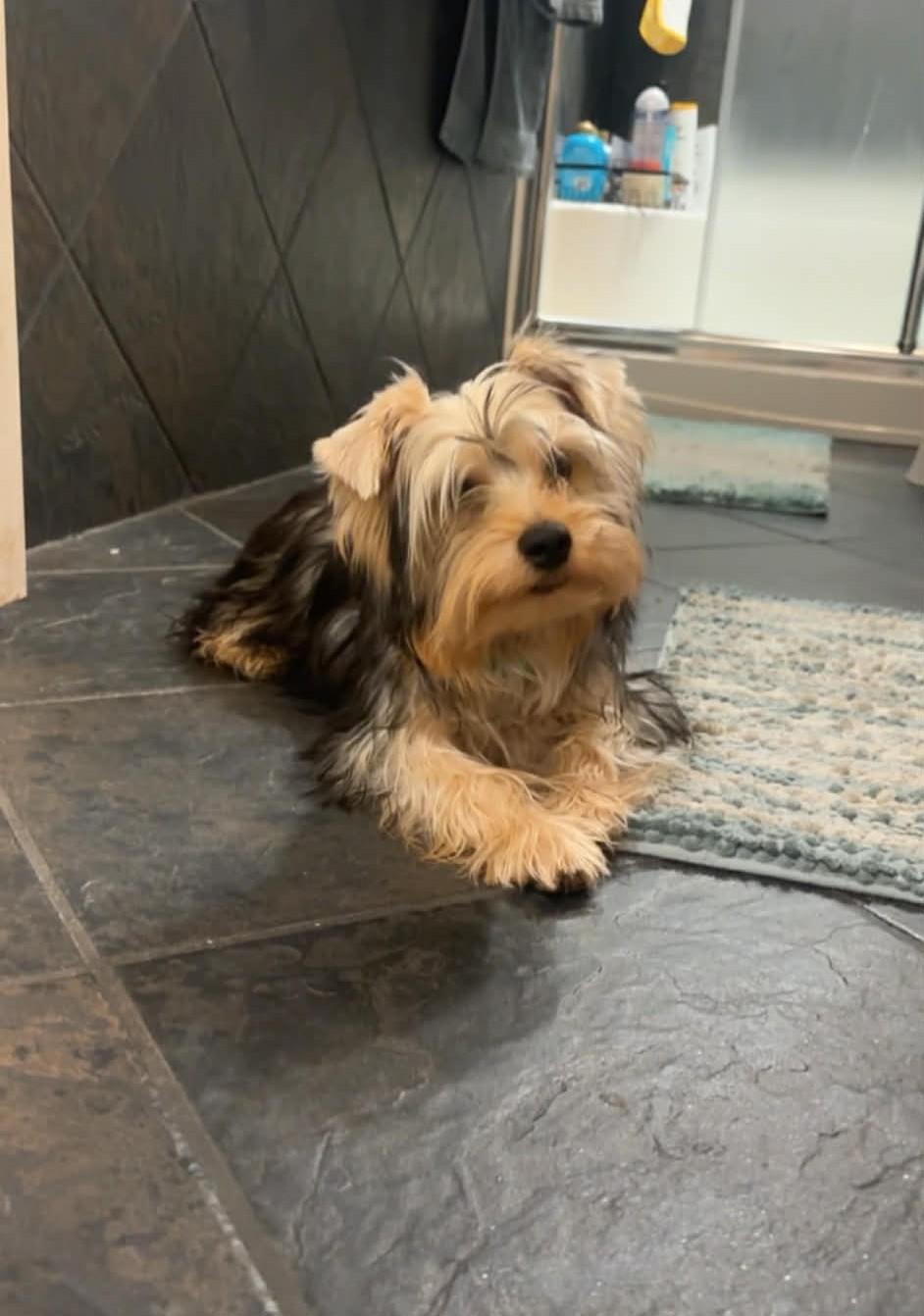 Winston, a ADOPTABLE mixed breed in Calgary, AB image 4/5