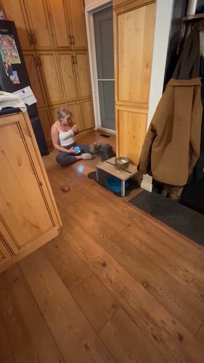 Enlarge Winston, a ADOPTABLE mixed breed in Calgary, AB video 5/5