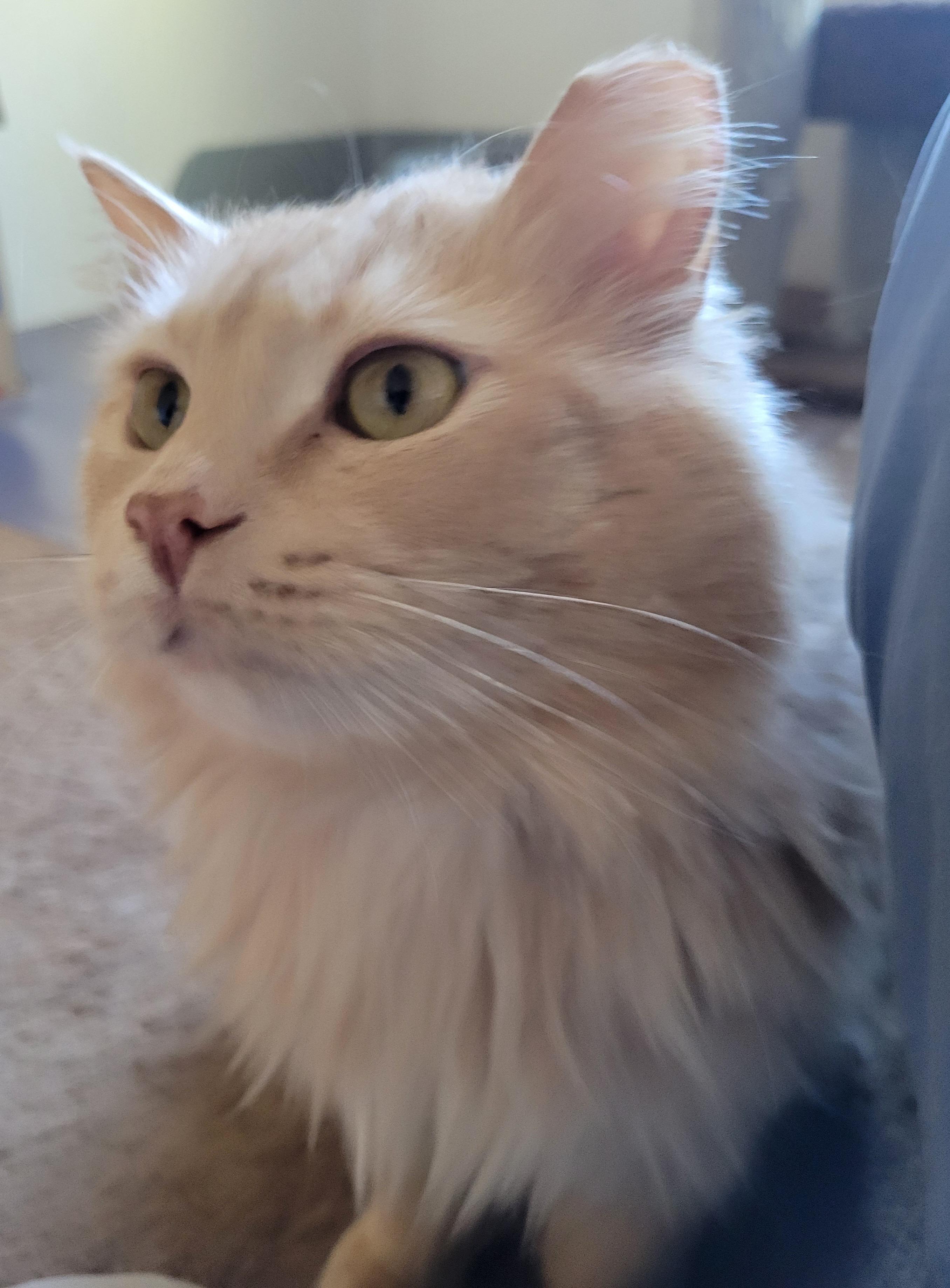 Biscuit, Adult Male unknown