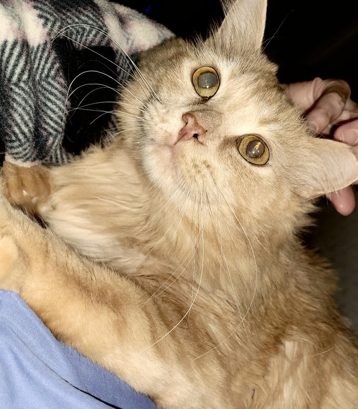 Biscuit photo 4