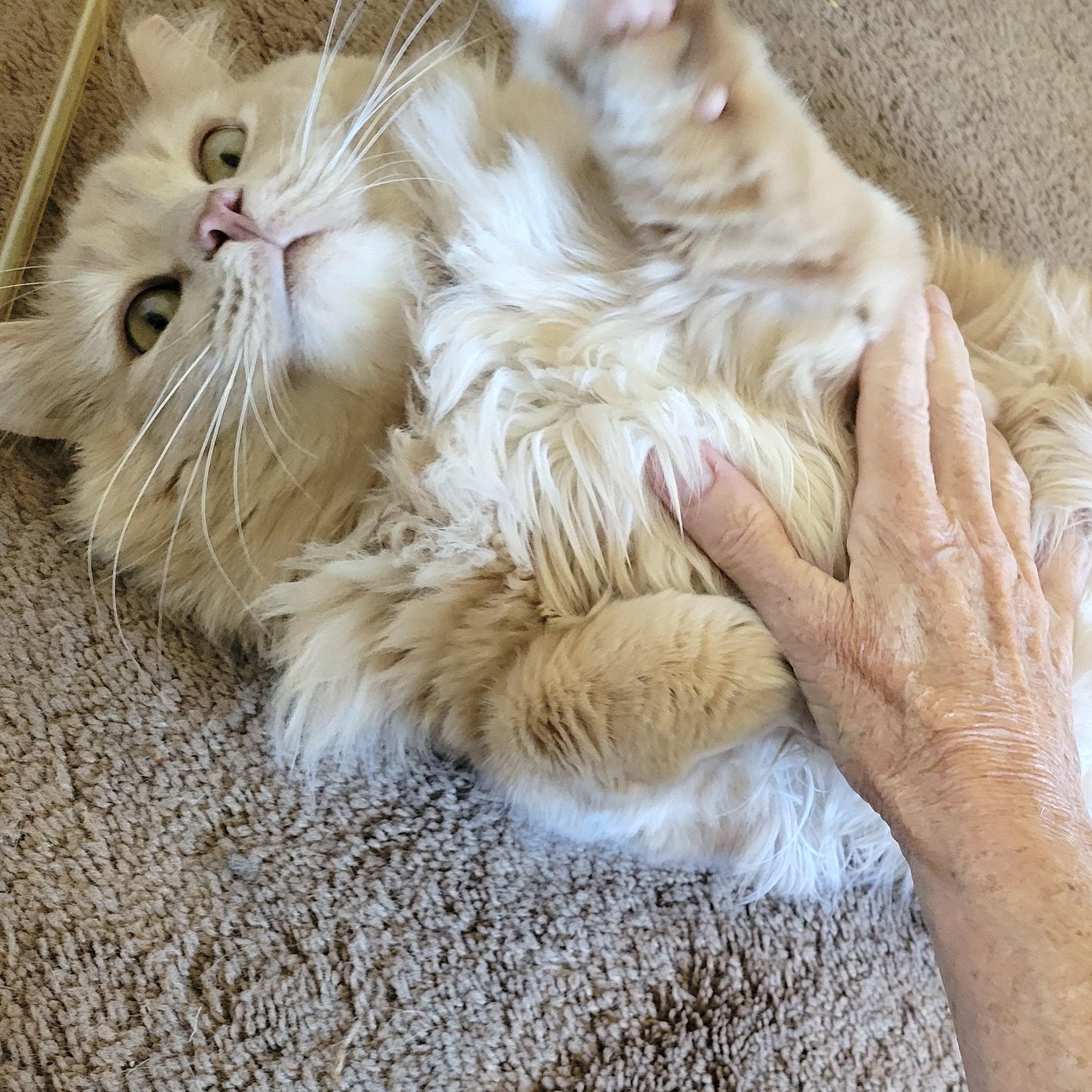 Biscuit
