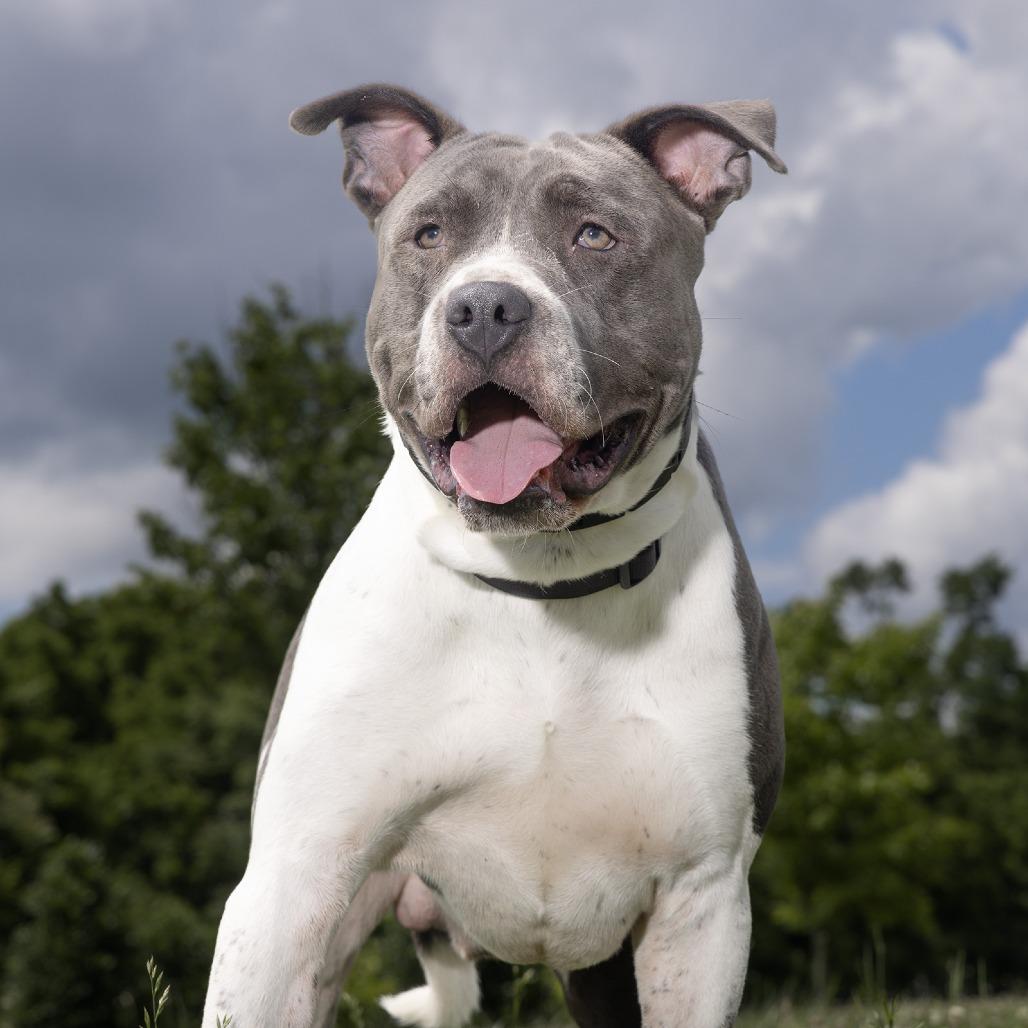 Enlarge Blu, a Adoptable mixed breed in Franklin, TN image 1/2