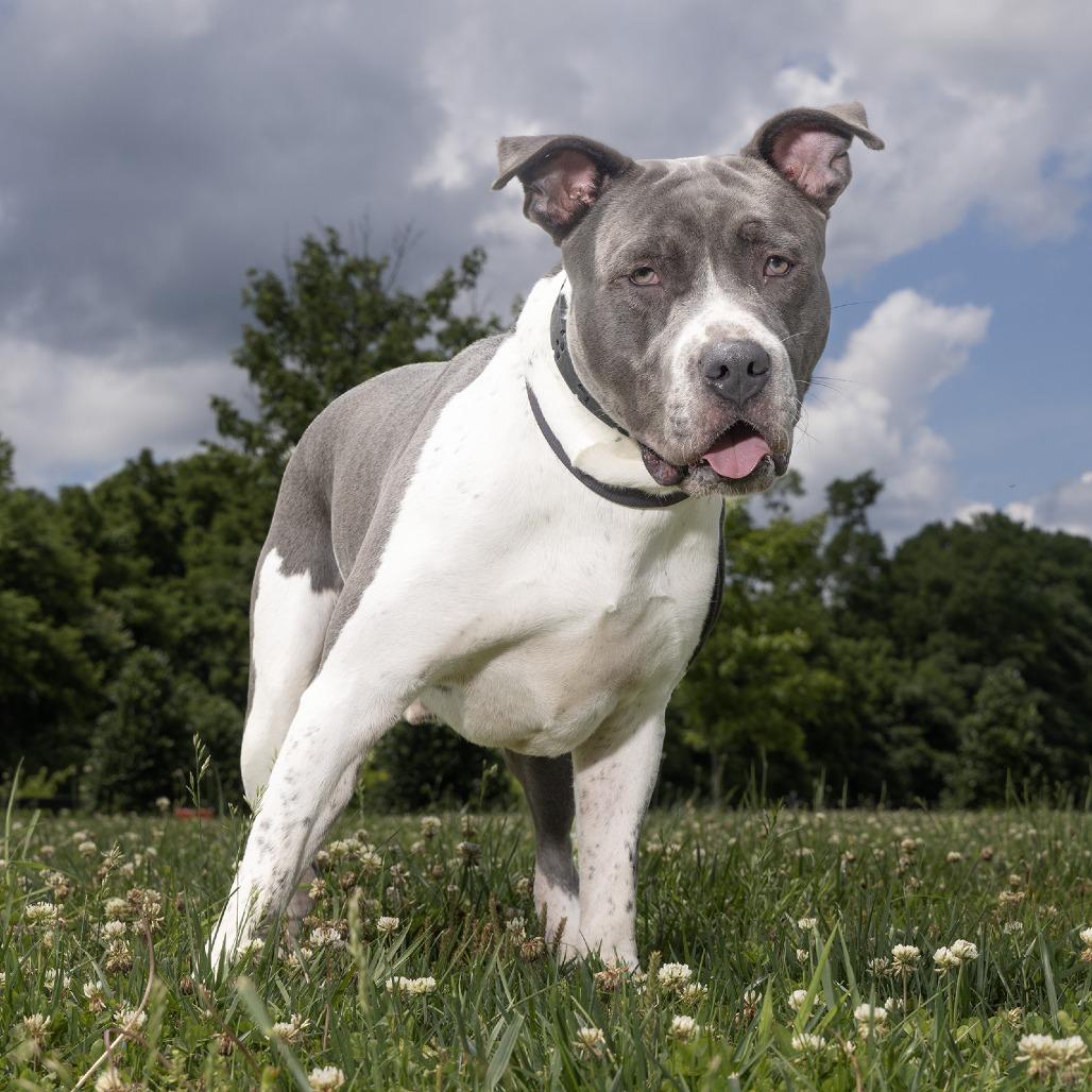 Enlarge Blu, a Adoptable mixed breed in Franklin, TN image 2/2
