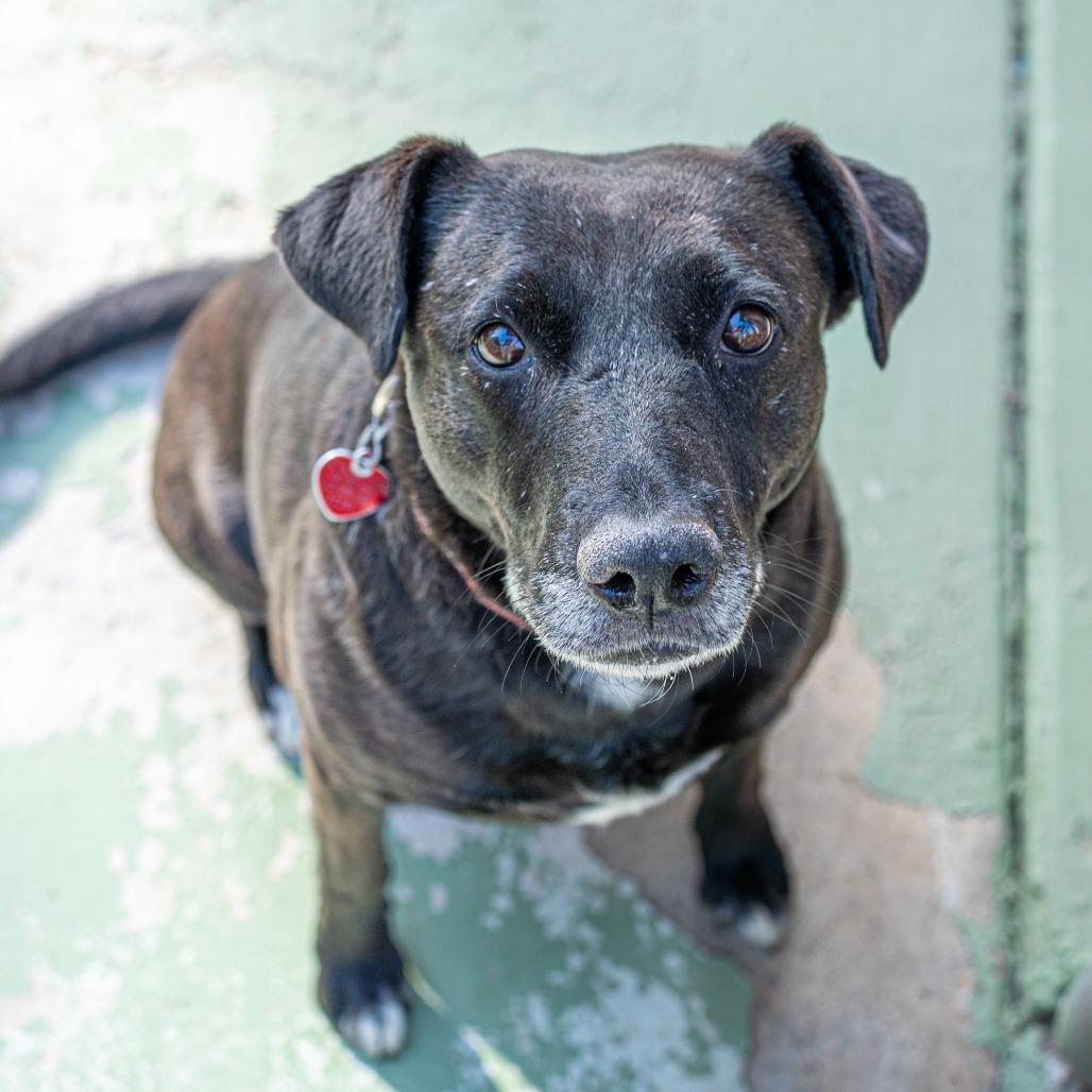 Enlarge MELODY, a Adoptable mixed breed in Point Richmond, CA image 1/6