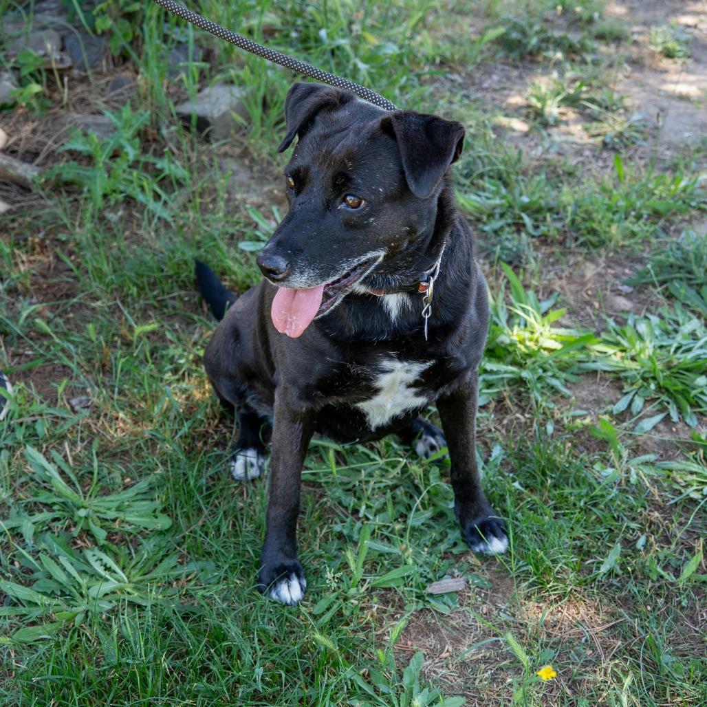 Enlarge MELODY, a Adoptable mixed breed in Point Richmond, CA image 2/6