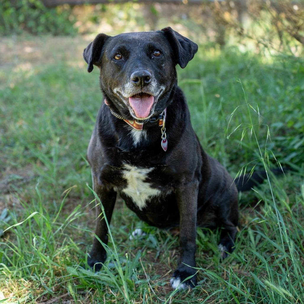 Enlarge MELODY, a Adoptable mixed breed in Point Richmond, CA image 4/6