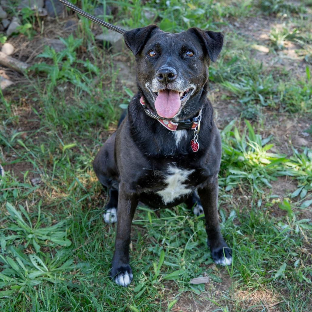 Enlarge MELODY, a Adoptable mixed breed in Point Richmond, CA image 5/6