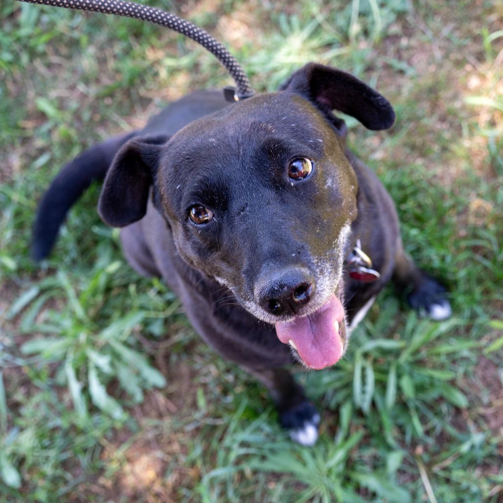 Enlarge MELODY, a Adoptable mixed breed in Point Richmond, CA image 6/6