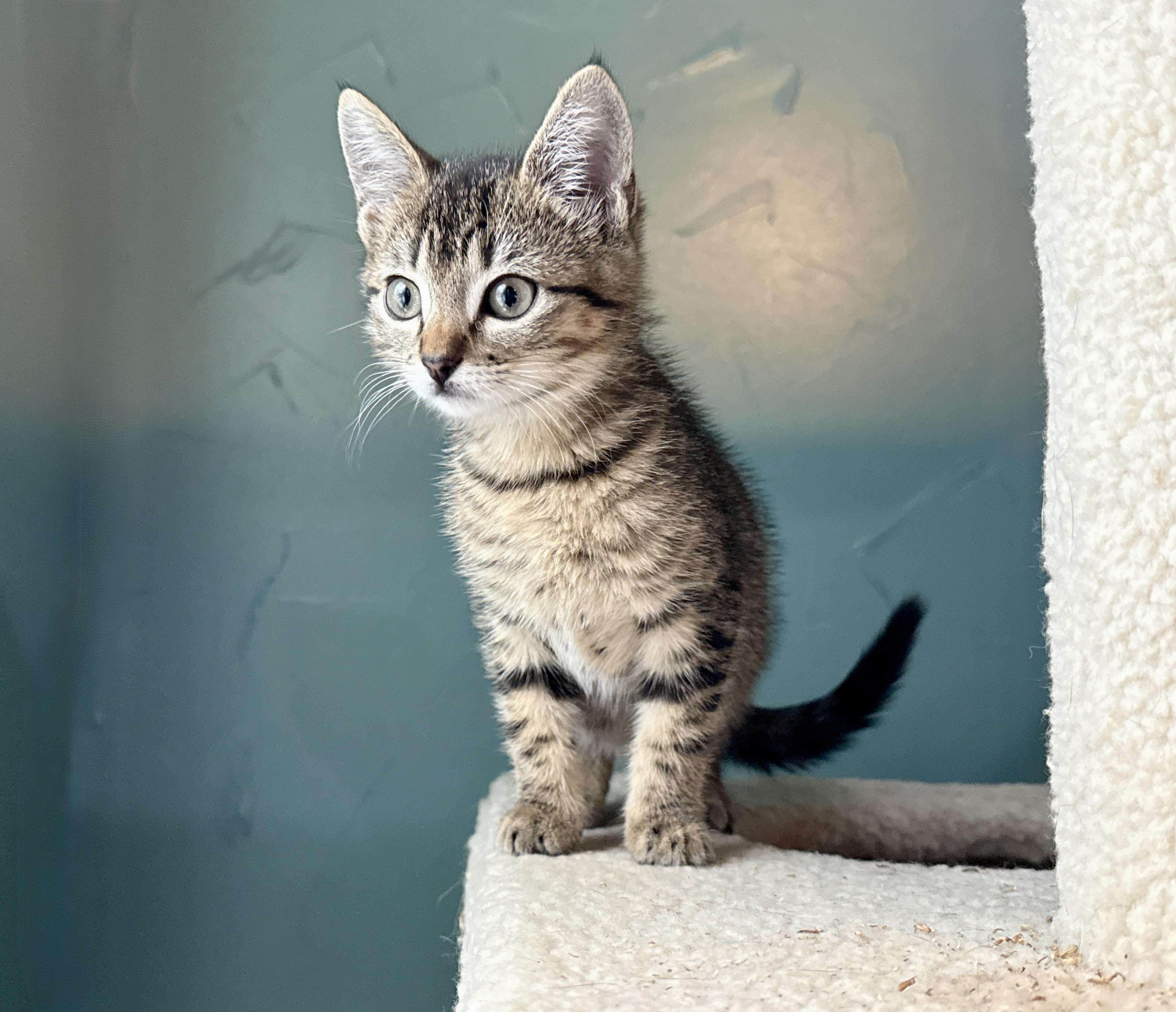 Enlarge Juliet, a ADOPTABLE mixed breed in Keller, TX image 6/6