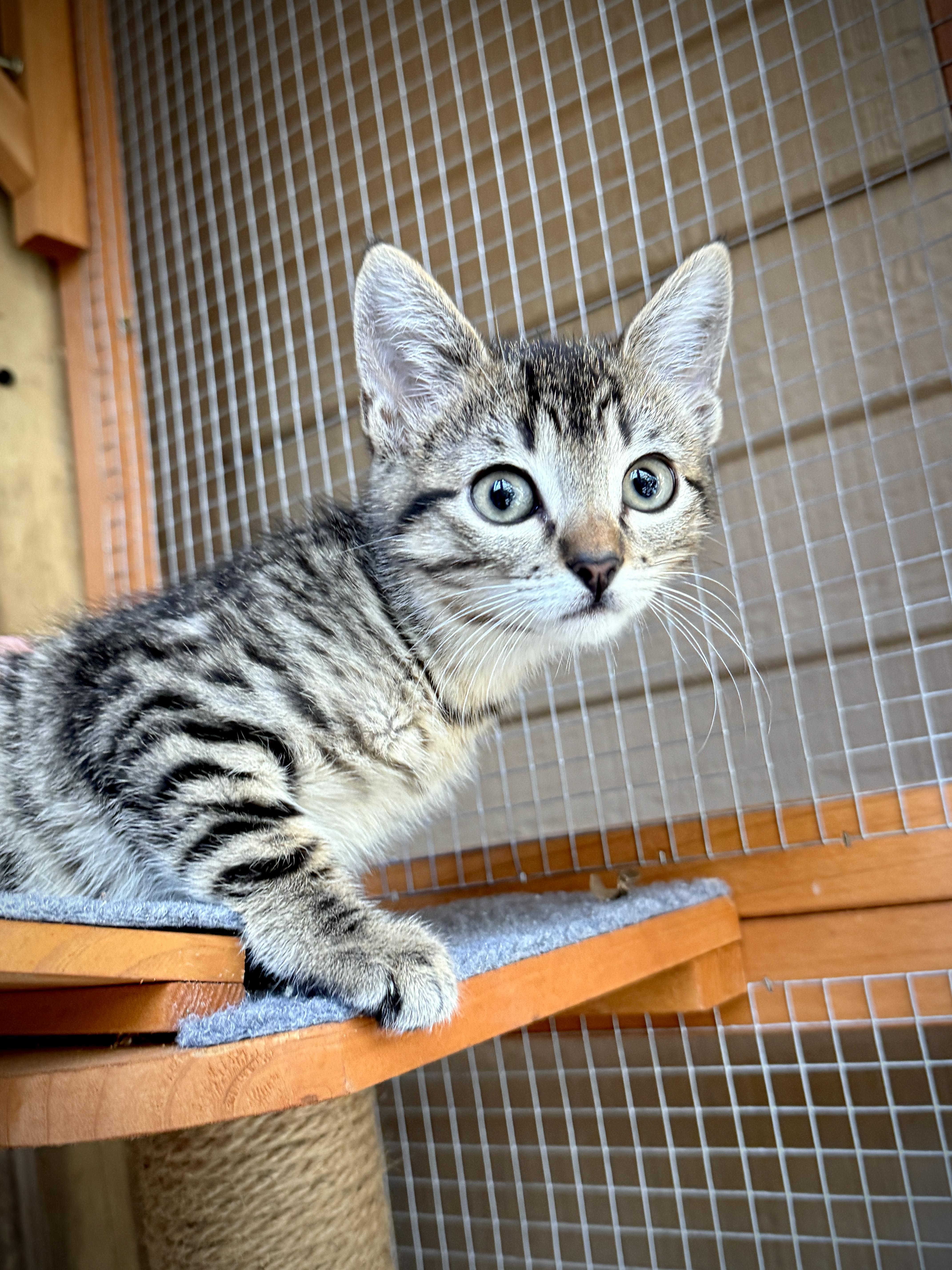 Enlarge Juliet, a ADOPTABLE mixed breed in Keller, TX image 1/6