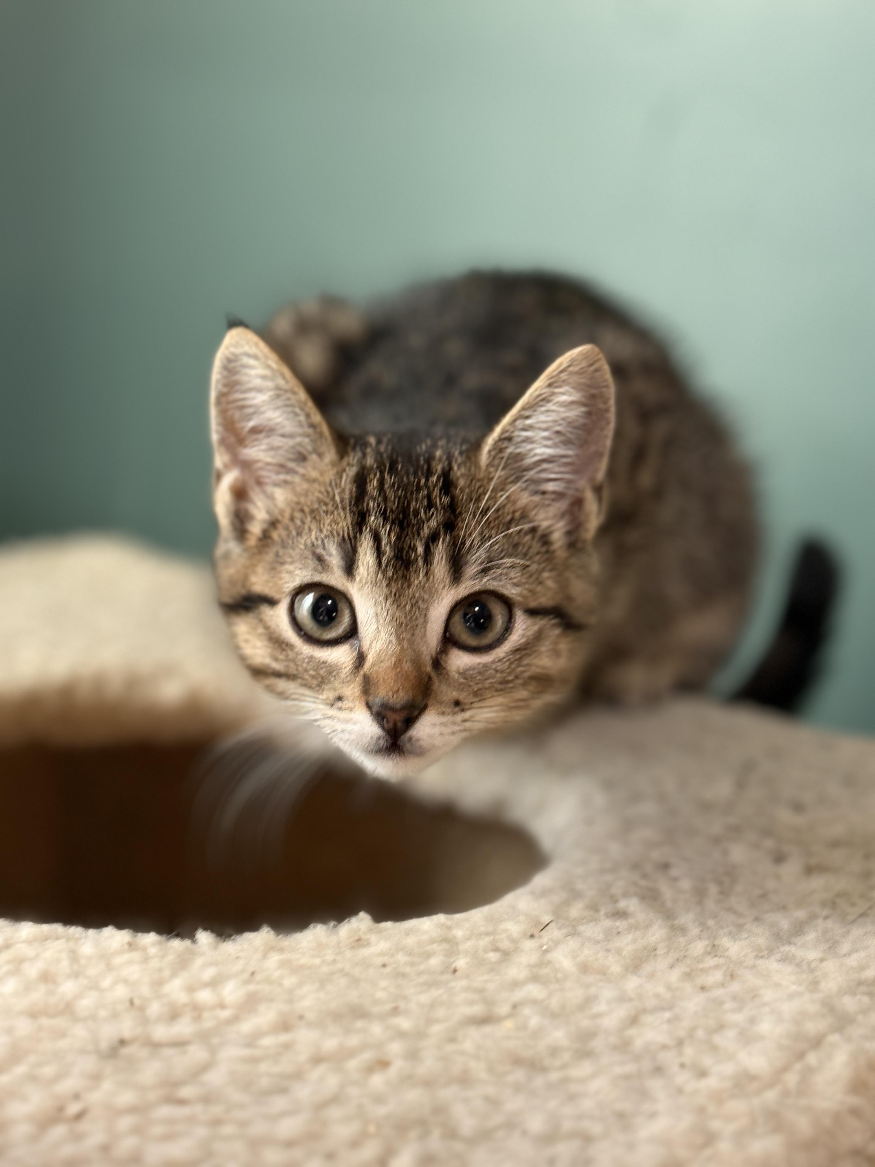 Enlarge Juliet, a ADOPTABLE mixed breed in Keller, TX image 2/6