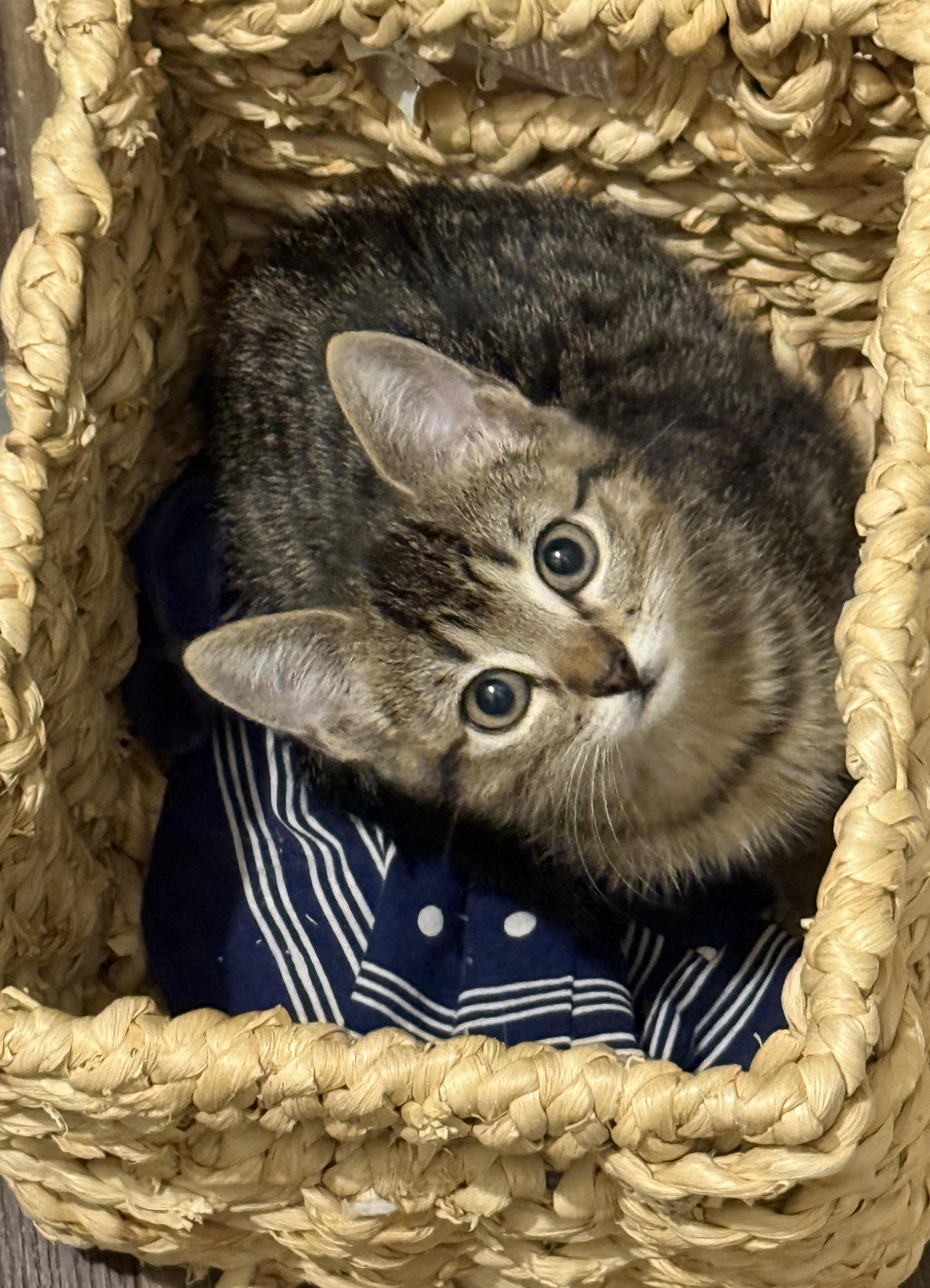 Enlarge Juliet, a ADOPTABLE mixed breed in Keller, TX image 3/6