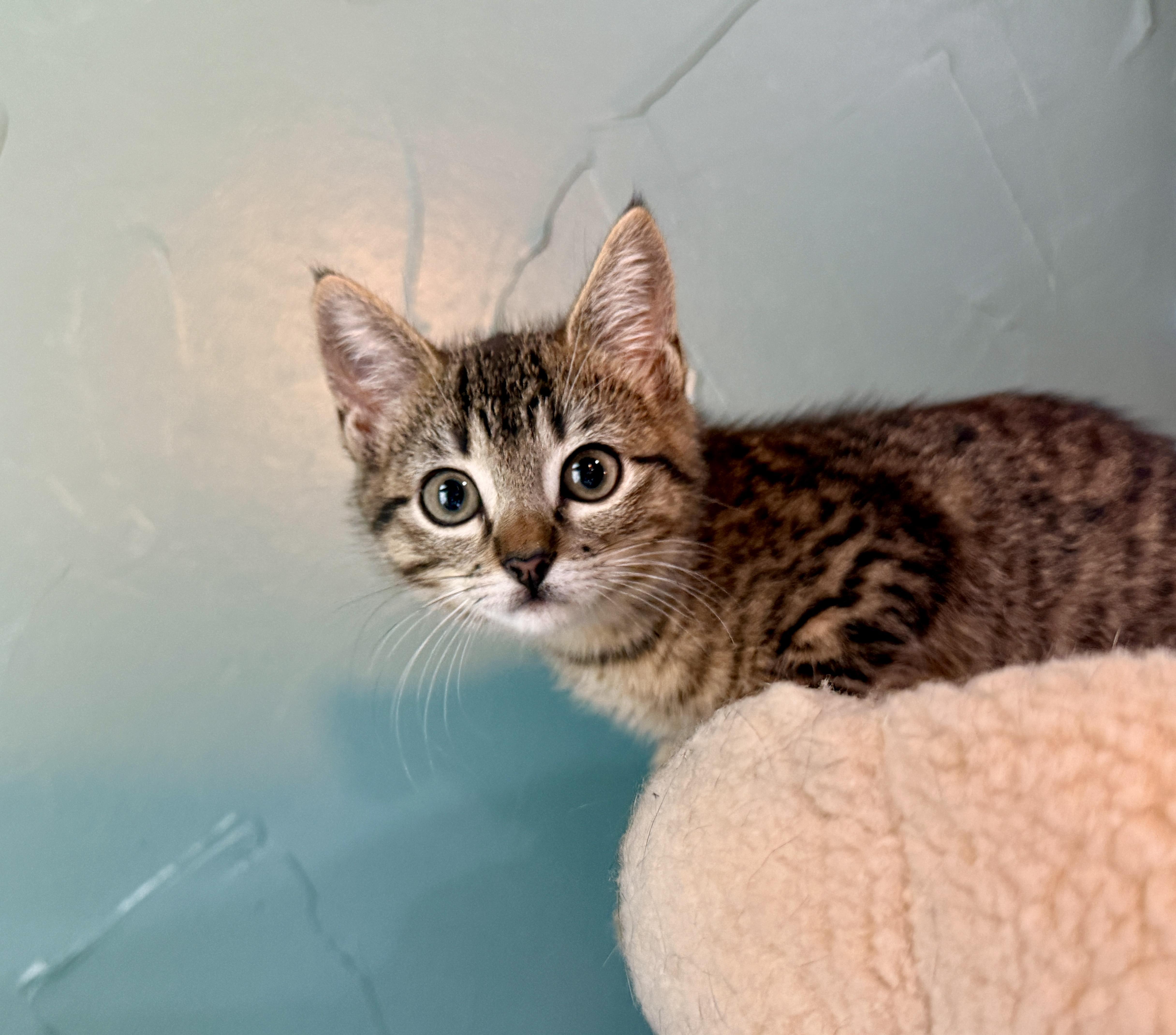 Enlarge Juliet, a ADOPTABLE mixed breed in Keller, TX image 4/6