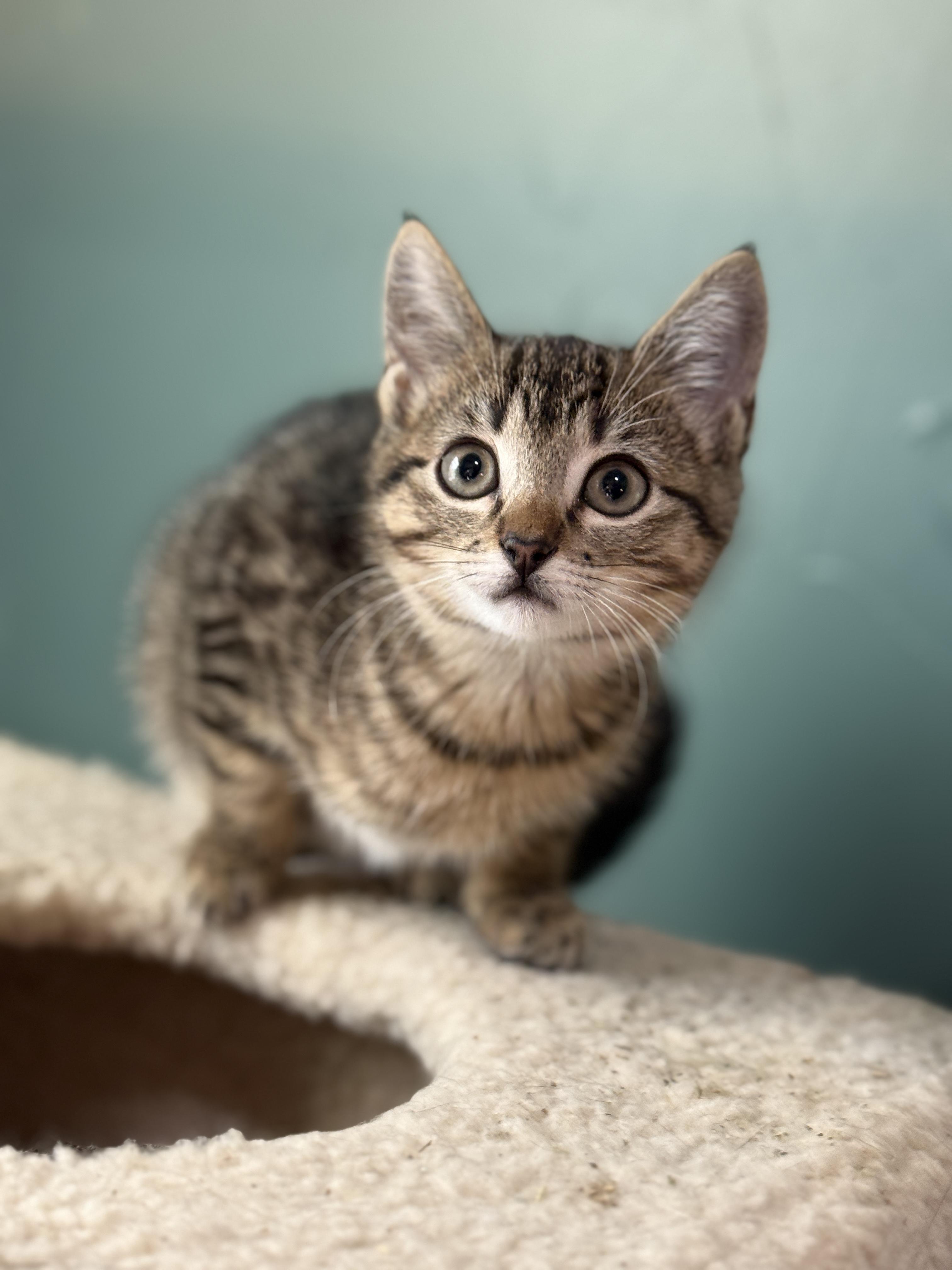 Enlarge Juliet, a ADOPTABLE mixed breed in Keller, TX image 5/6