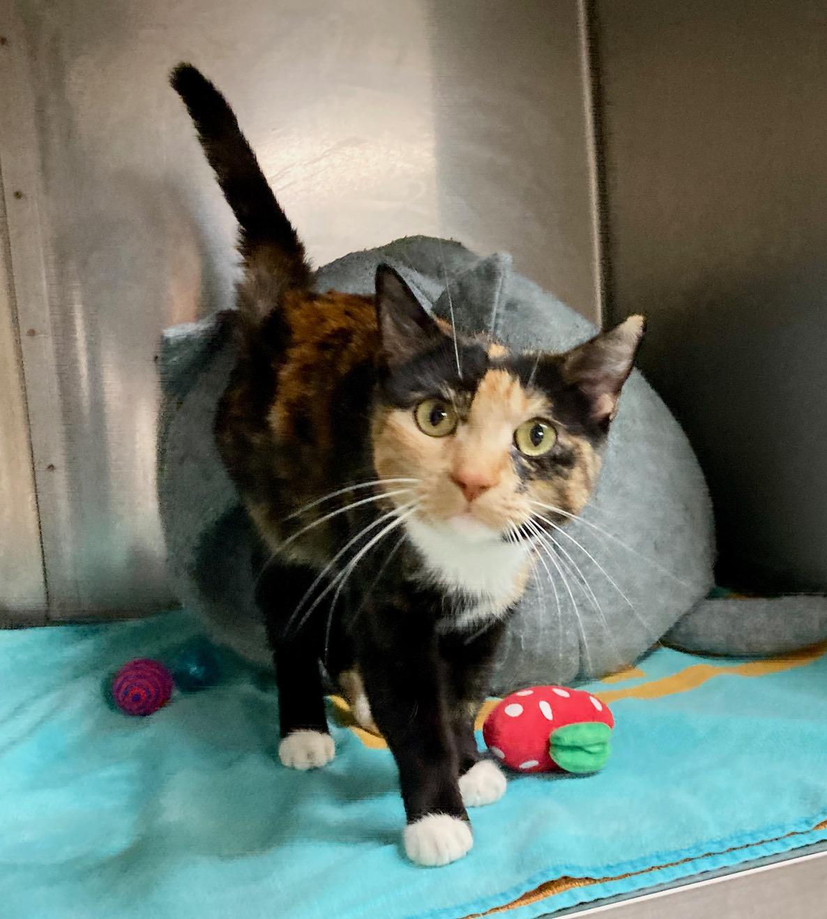 Enlarge Slinky, an adoptable mixed breed in Camp Pendleton, CA image 3/6