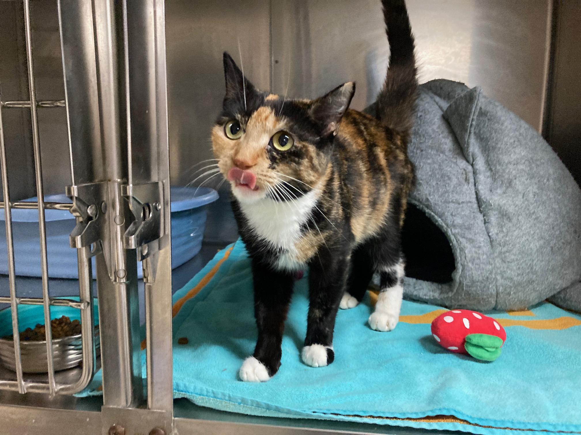 Enlarge Slinky, an adoptable mixed breed in Camp Pendleton, CA image 2/6