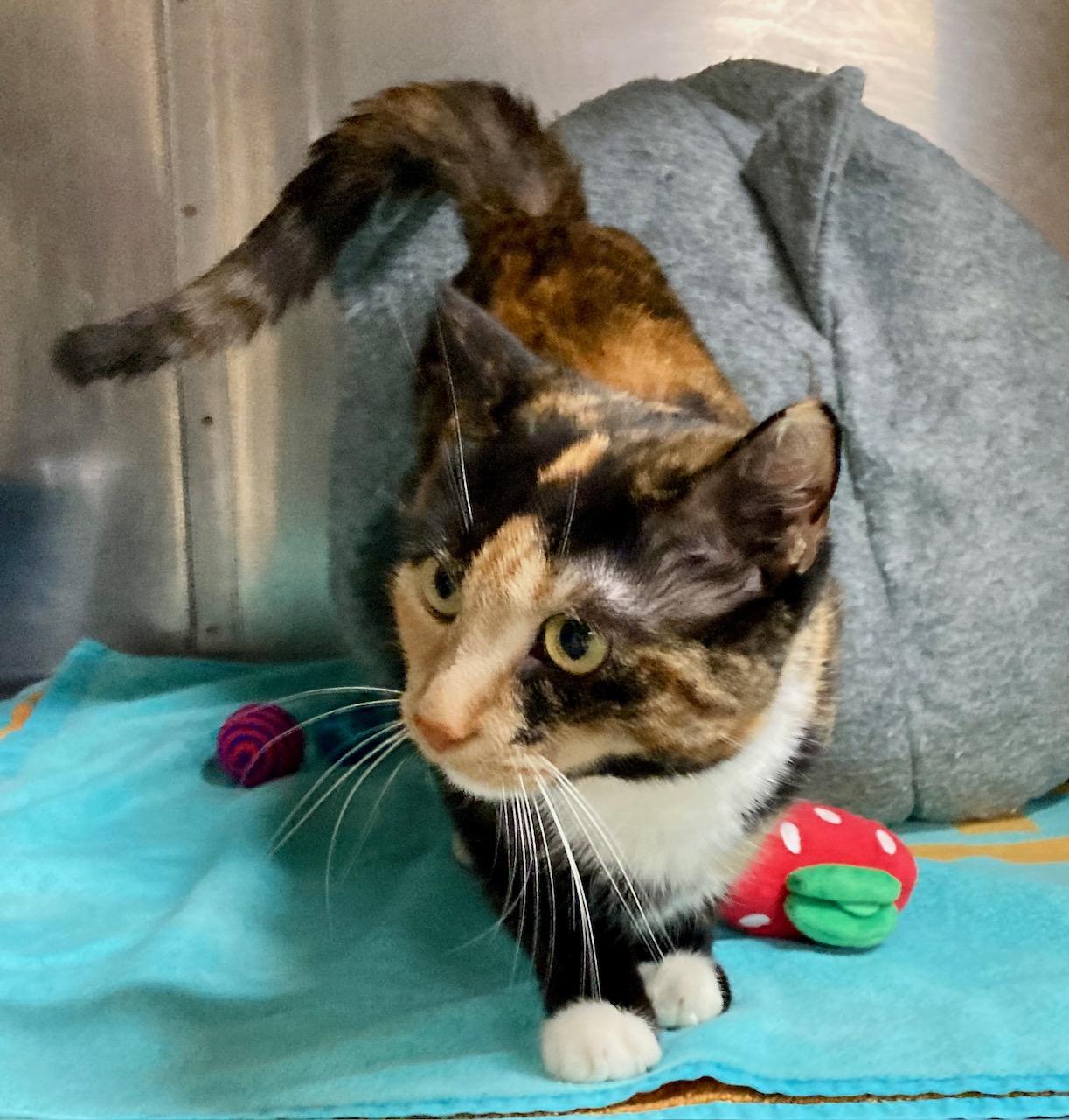 Enlarge Slinky, an adoptable mixed breed in Camp Pendleton, CA image 4/6