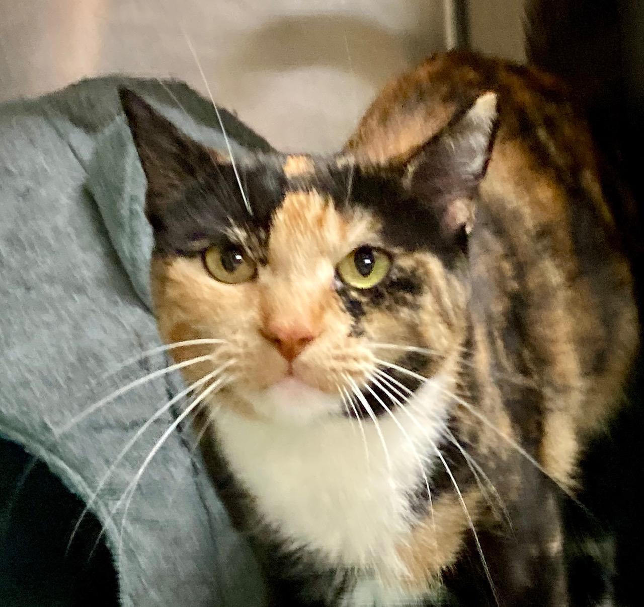 Enlarge Slinky, an adoptable mixed breed in Camp Pendleton, CA image 1/6